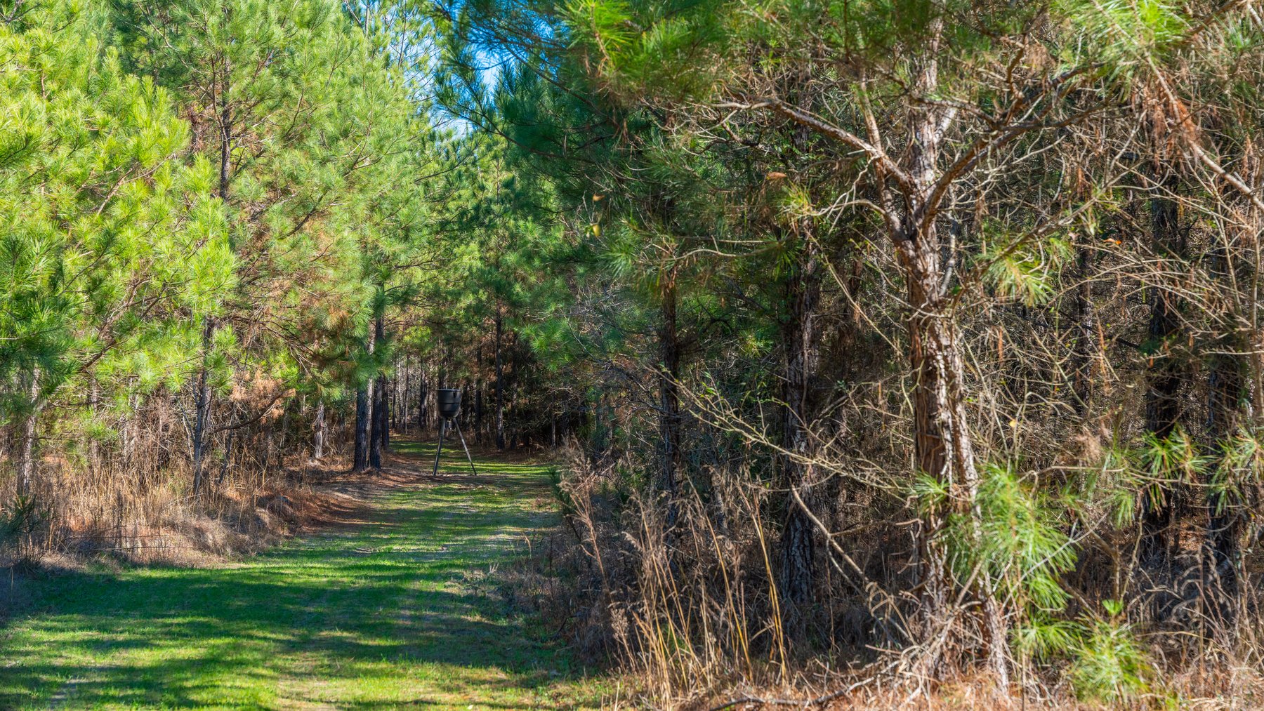 Image for 403± Total Acres - Minick Tract - Merchantable Planted Pine - Kinchafoonee Creek Frontage