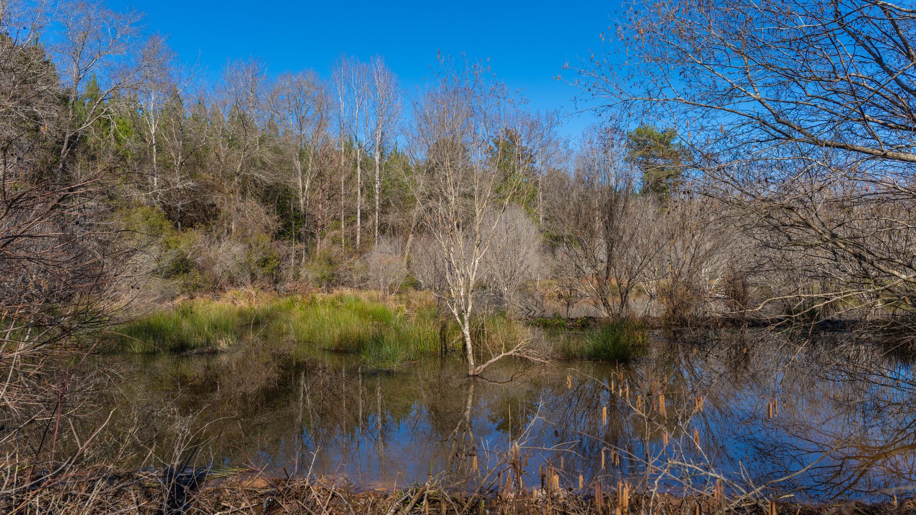 Image for 403± Total Acres - Minick Tract - Merchantable Planted Pine - Kinchafoonee Creek Frontage