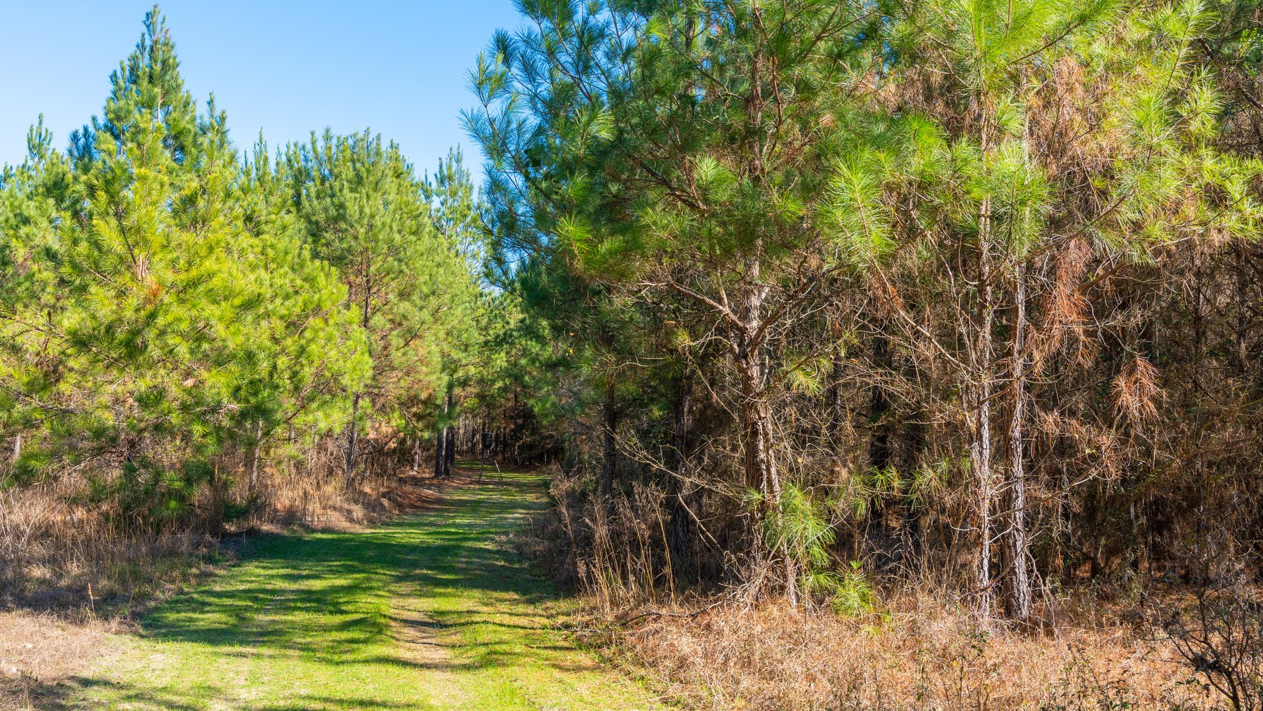 Image for 403± Total Acres - Minick Tract - Merchantable Planted Pine - Kinchafoonee Creek Frontage