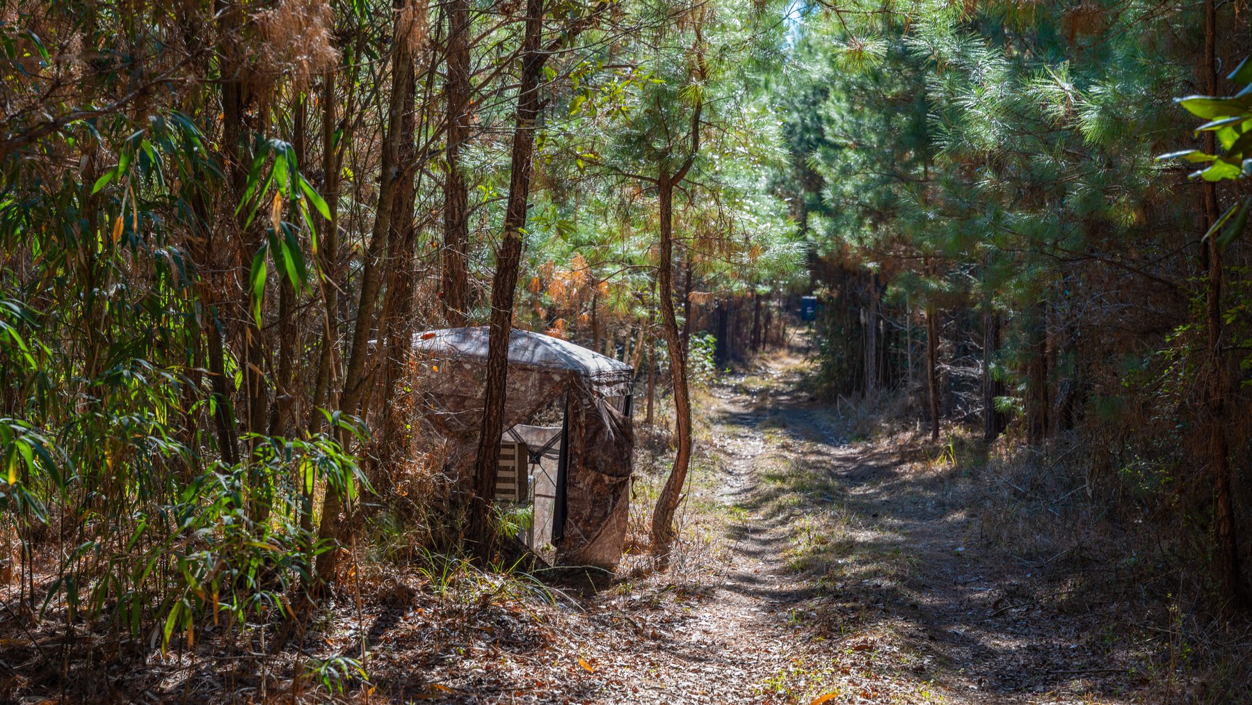 Image for 403± Total Acres - Minick Tract - Merchantable Planted Pine - Kinchafoonee Creek Frontage