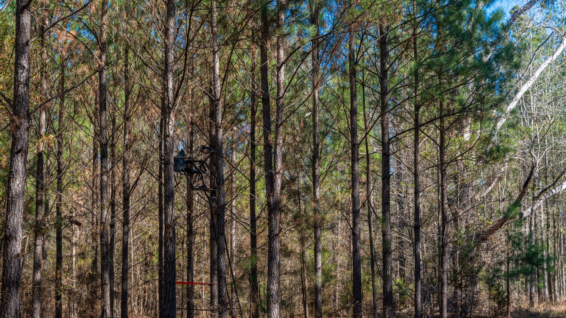 Image for 403± Total Acres - Minick Tract - Merchantable Planted Pine - Kinchafoonee Creek Frontage