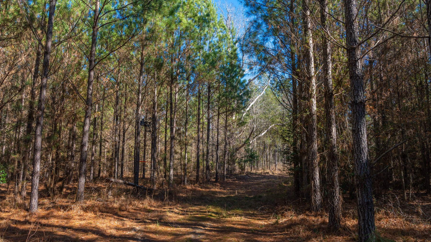 Image for 403± Total Acres - Minick Tract - Merchantable Planted Pine - Kinchafoonee Creek Frontage