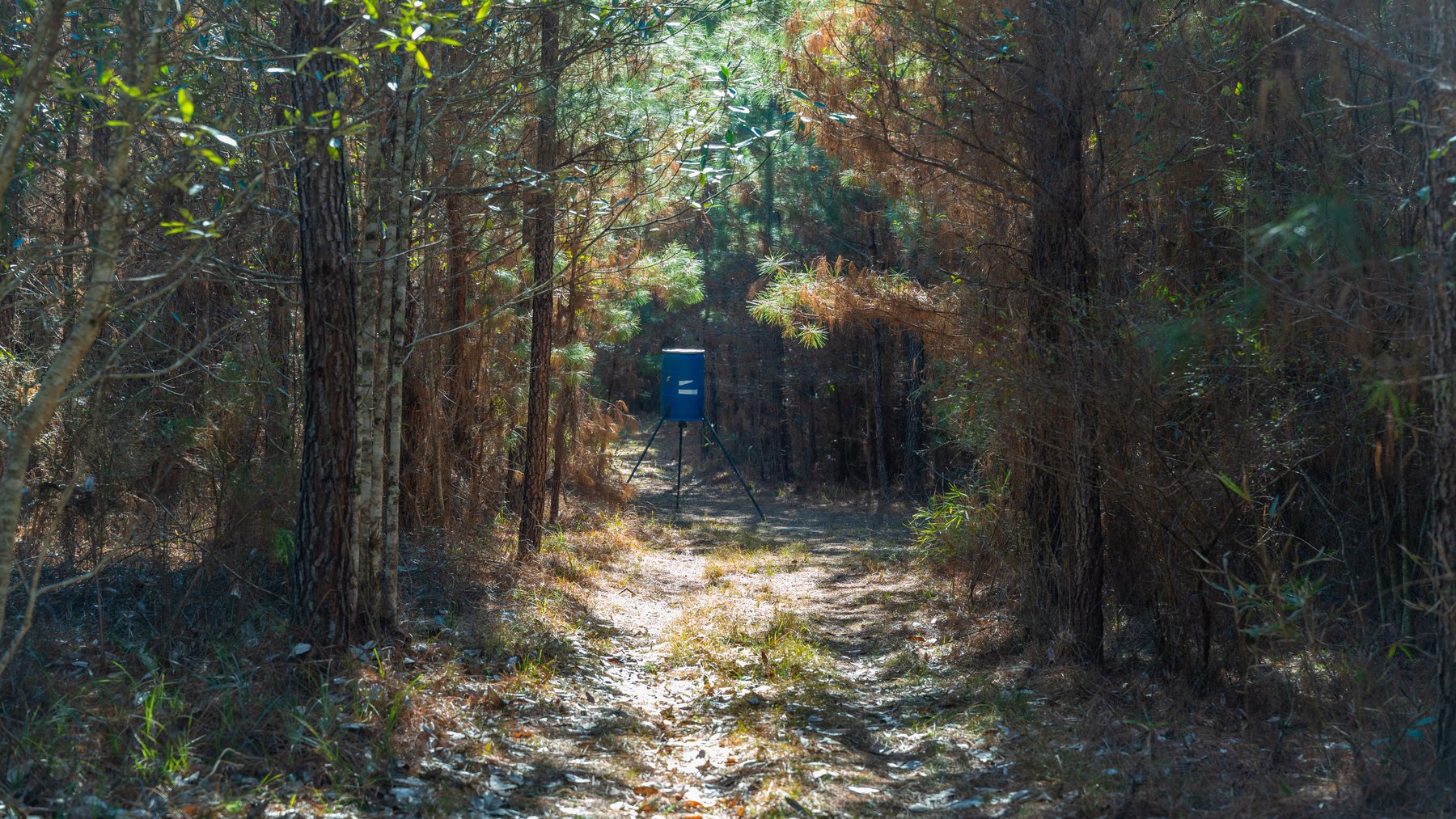 Image for 403± Total Acres - Minick Tract - Merchantable Planted Pine - Kinchafoonee Creek Frontage