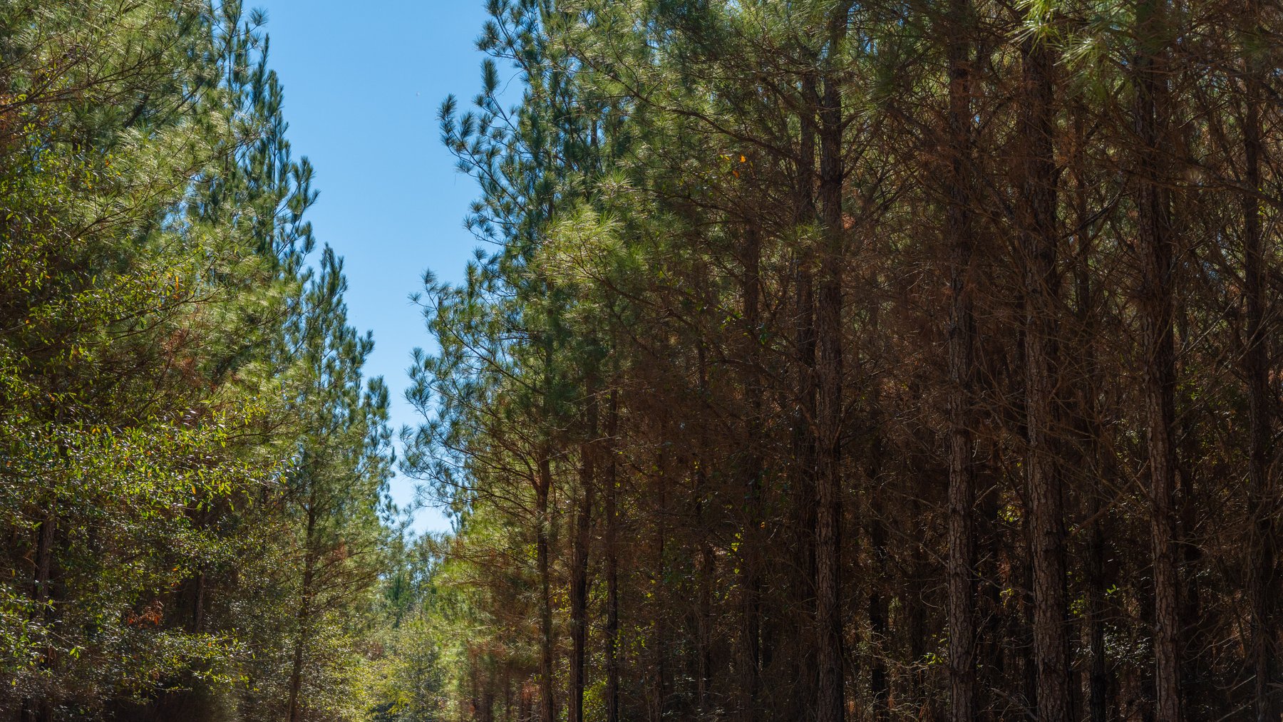 Image for 403± Total Acres - Minick Tract - Merchantable Planted Pine - Kinchafoonee Creek Frontage