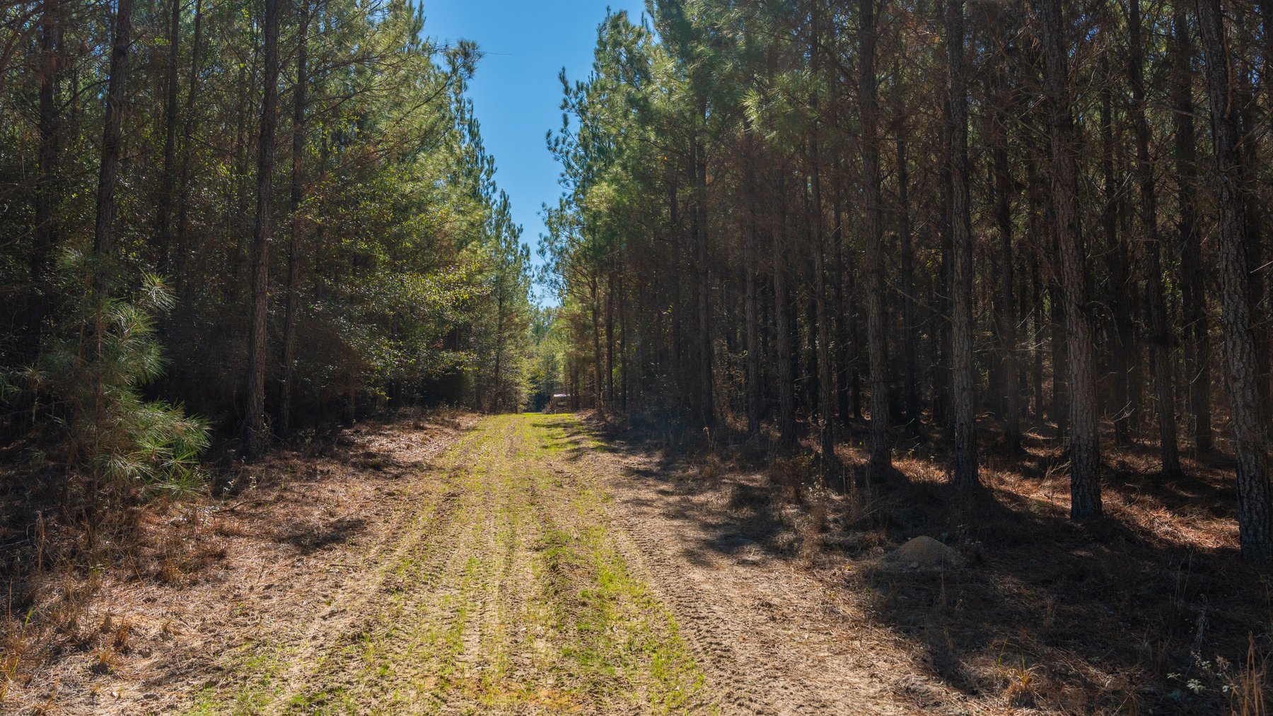 Image for 403± Total Acres - Minick Tract - Merchantable Planted Pine - Kinchafoonee Creek Frontage
