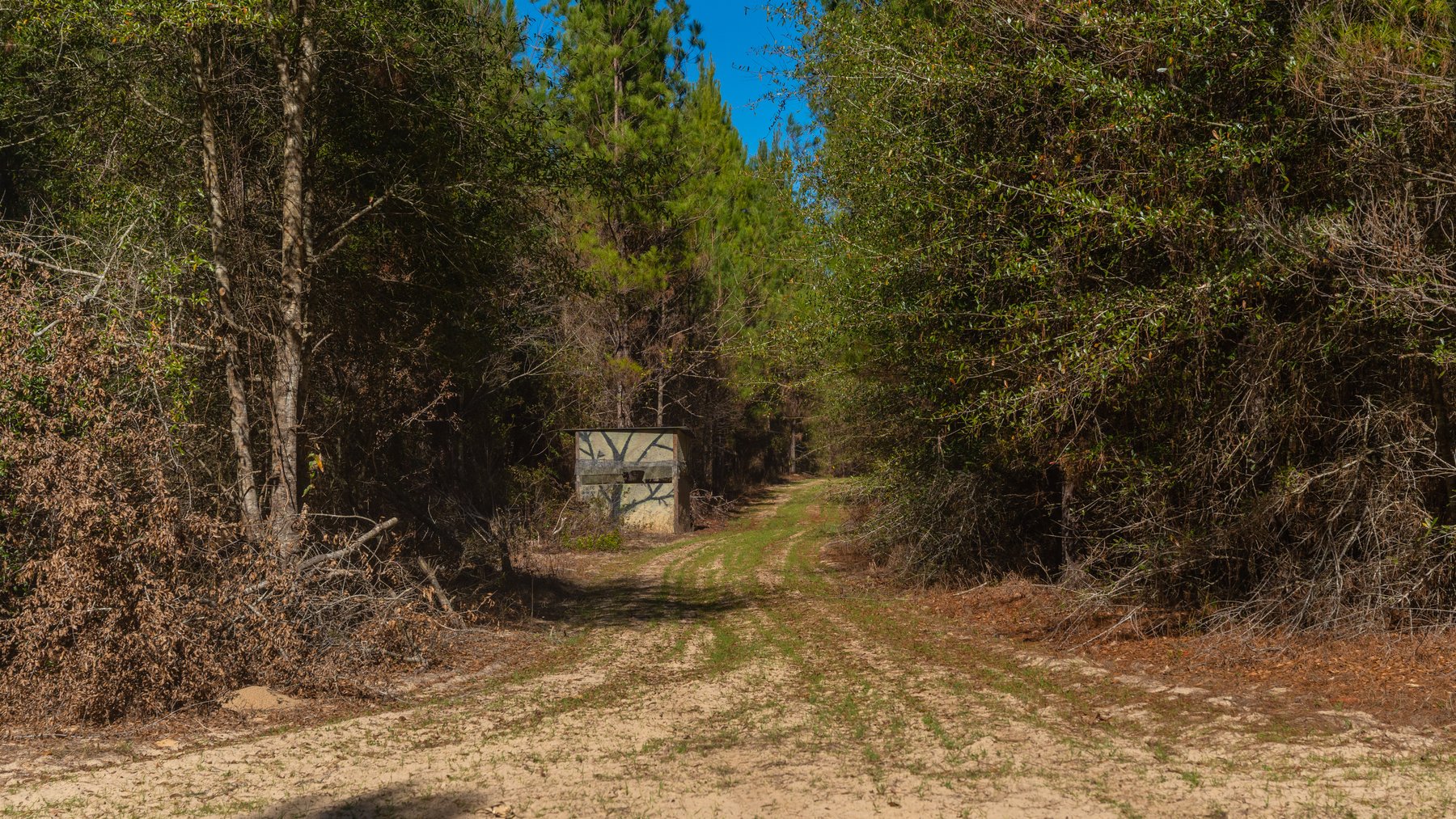 Image for 403± Total Acres - Minick Tract - Merchantable Planted Pine - Kinchafoonee Creek Frontage