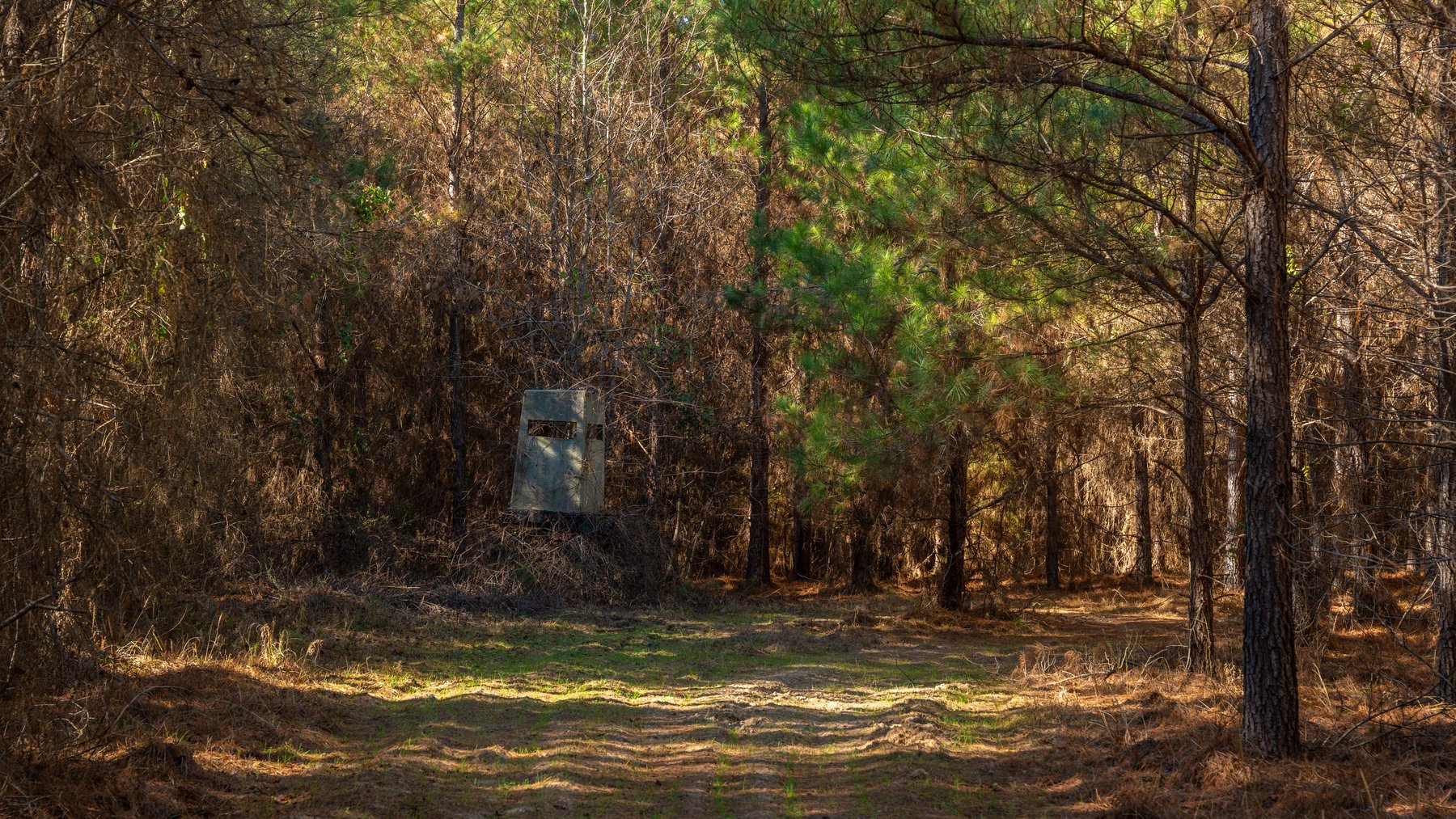 Image for 403± Total Acres - Minick Tract - Merchantable Planted Pine - Kinchafoonee Creek Frontage