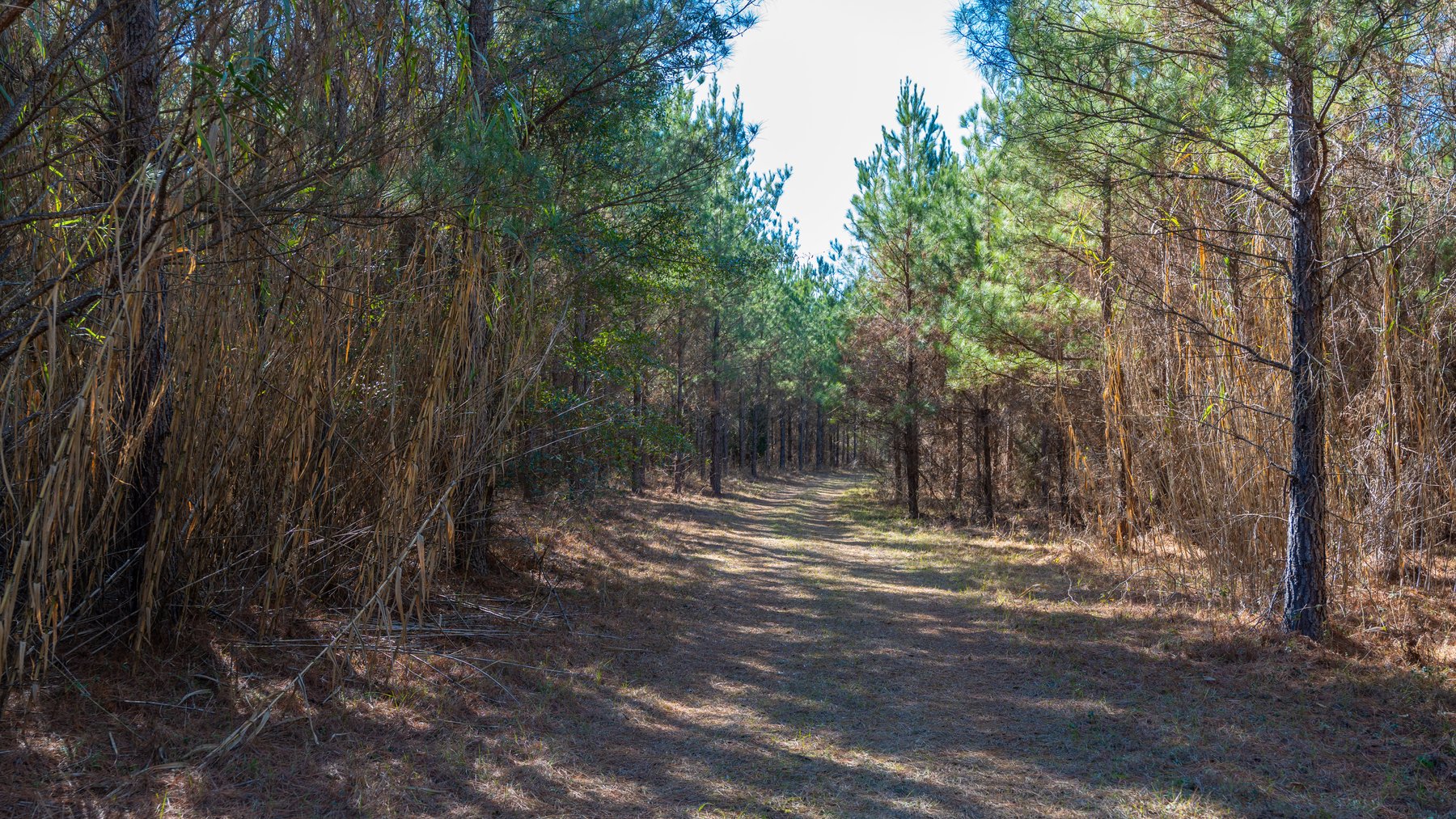 Image for 403± Total Acres - Minick Tract - Merchantable Planted Pine - Kinchafoonee Creek Frontage