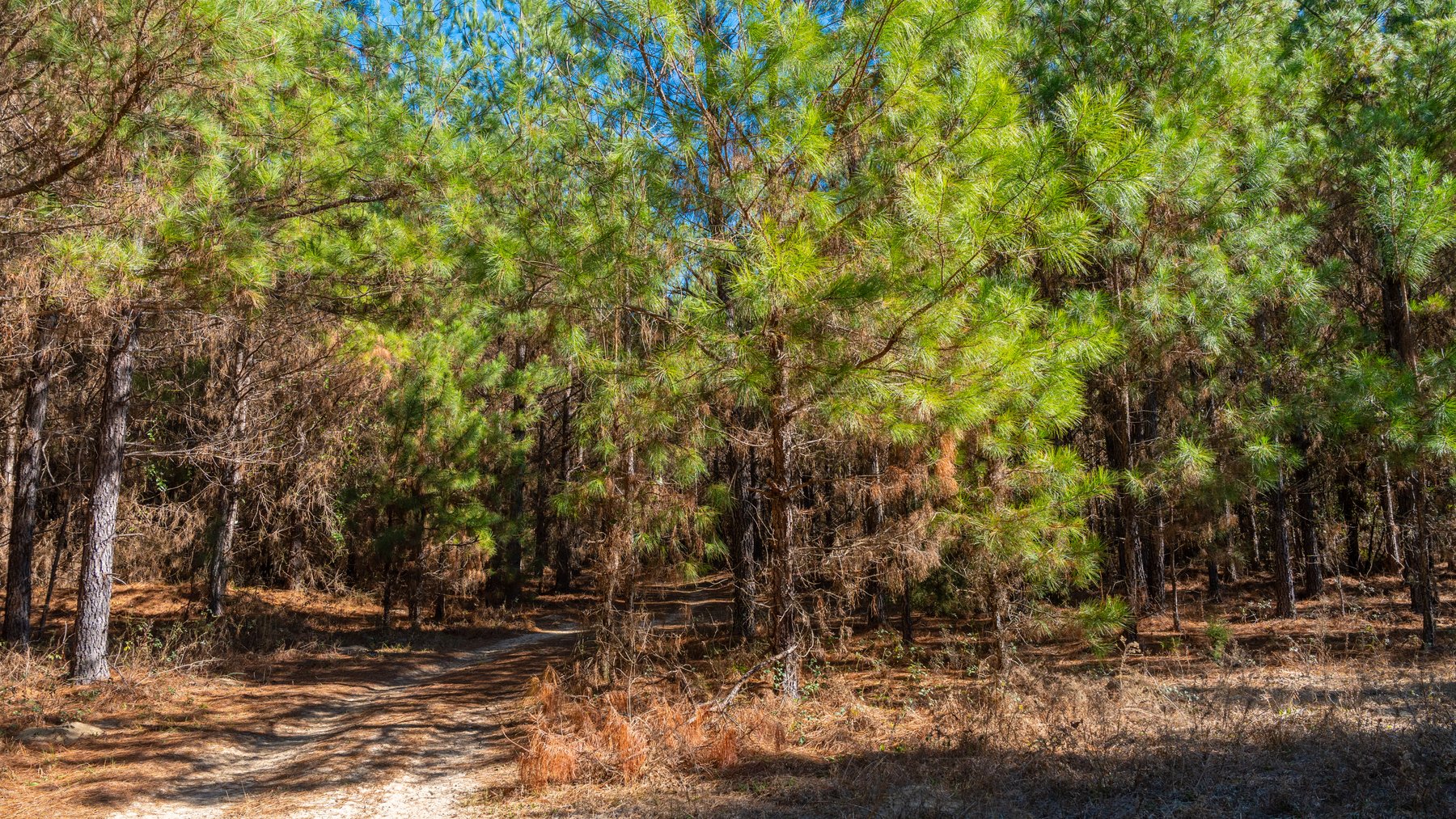 Image for 403± Total Acres - Minick Tract - Merchantable Planted Pine - Kinchafoonee Creek Frontage