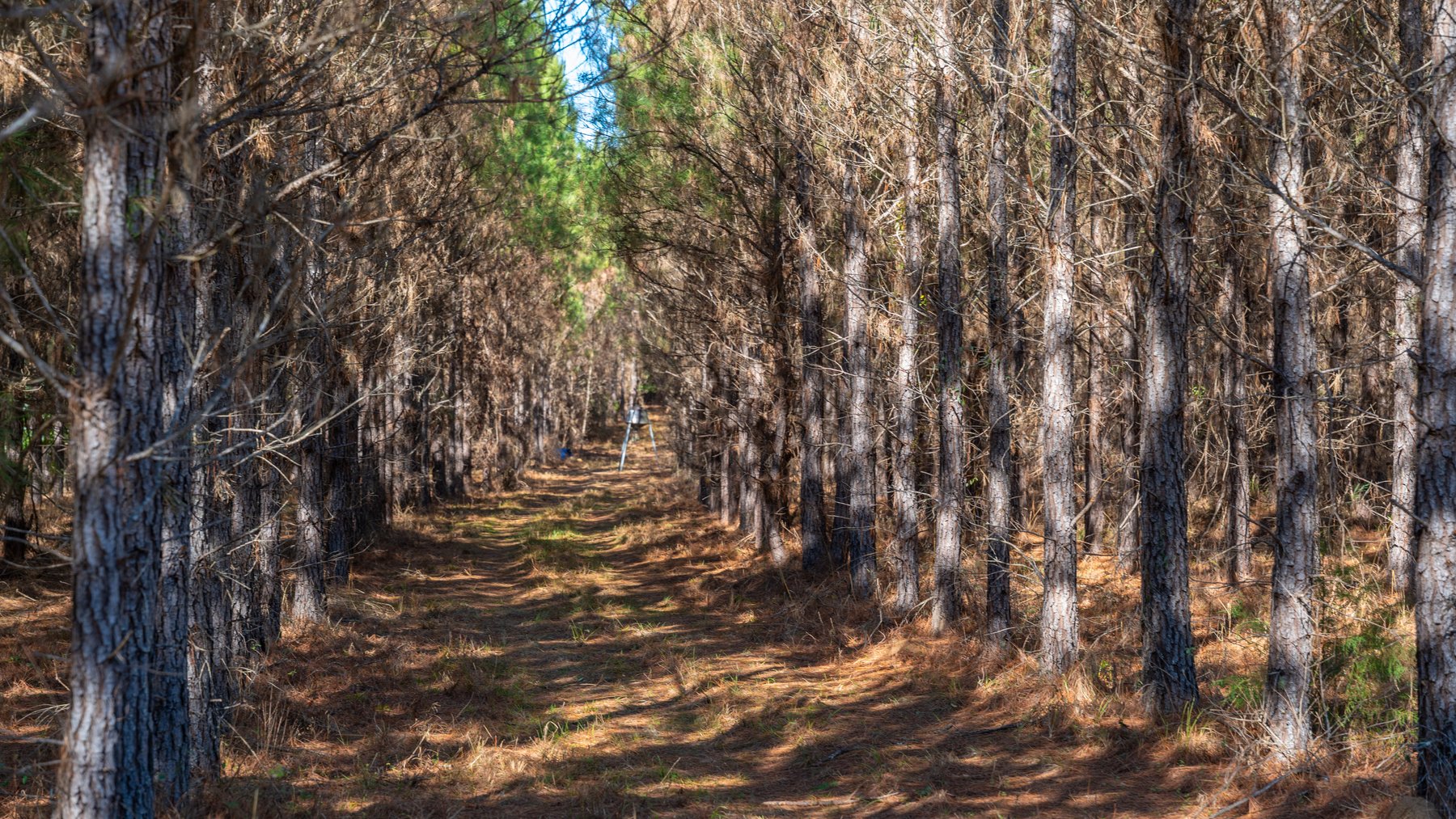 Image for 403± Total Acres - Minick Tract - Merchantable Planted Pine - Kinchafoonee Creek Frontage