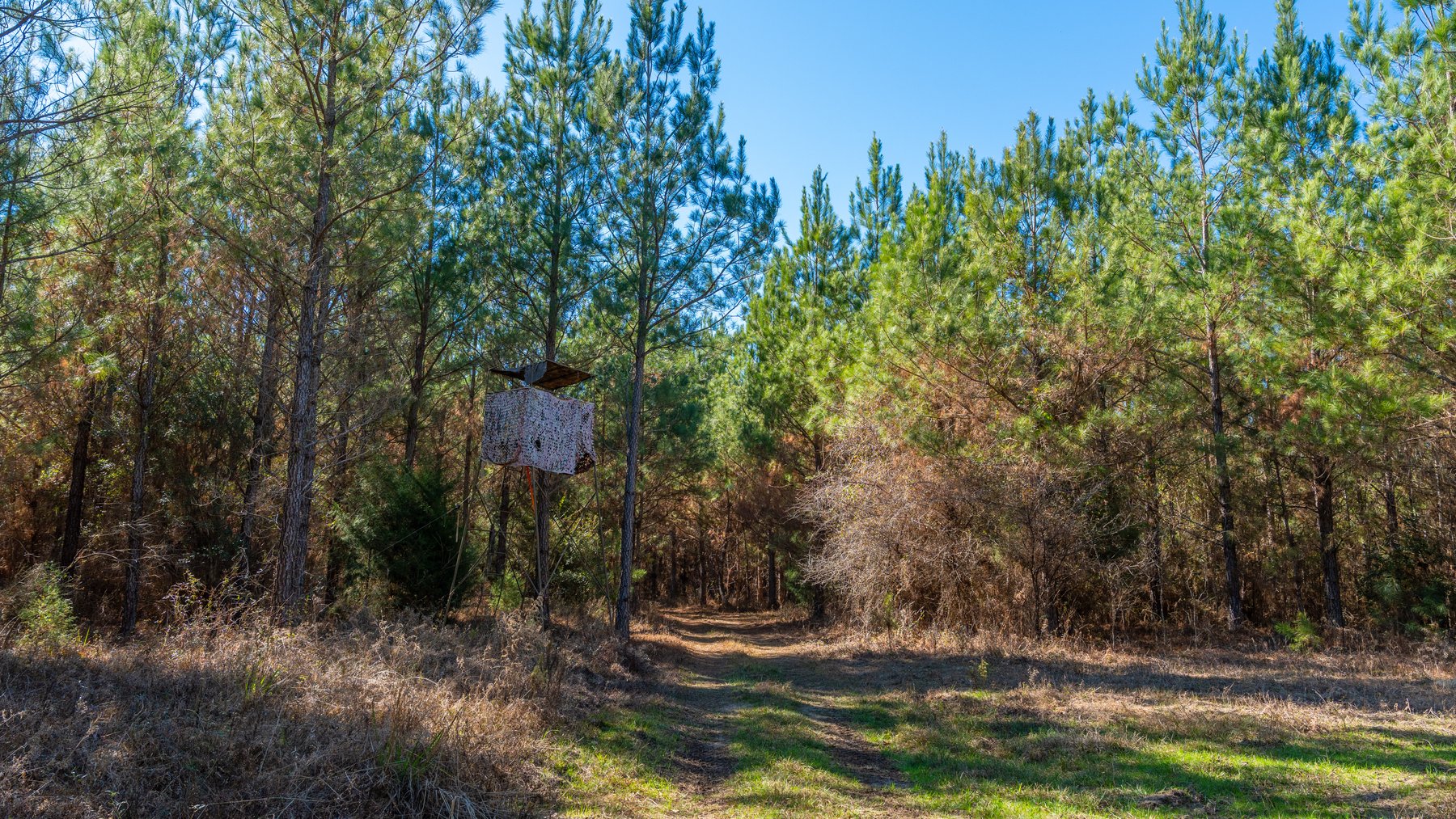 Image for 403± Total Acres - Minick Tract - Merchantable Planted Pine - Kinchafoonee Creek Frontage