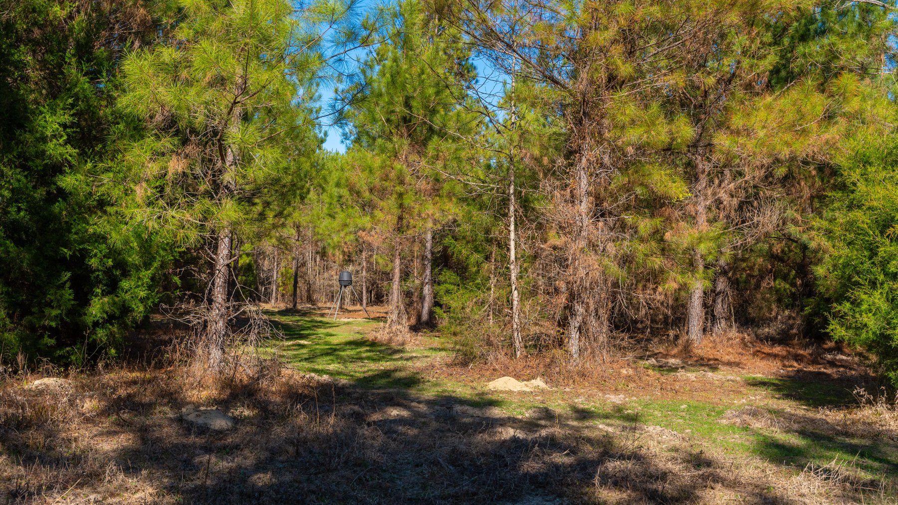 Image for 403± Total Acres - Minick Tract - Merchantable Planted Pine - Kinchafoonee Creek Frontage