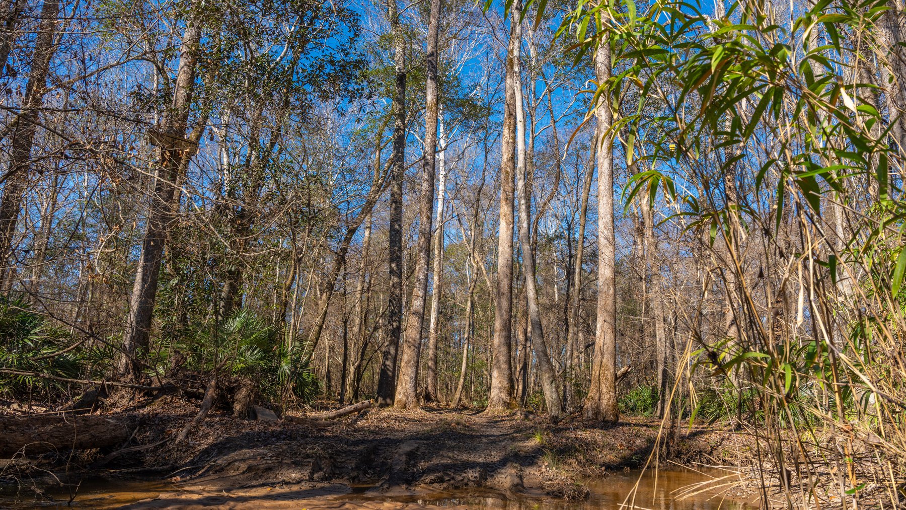 Image for 403± Total Acres - Minick Tract - Merchantable Planted Pine - Kinchafoonee Creek Frontage