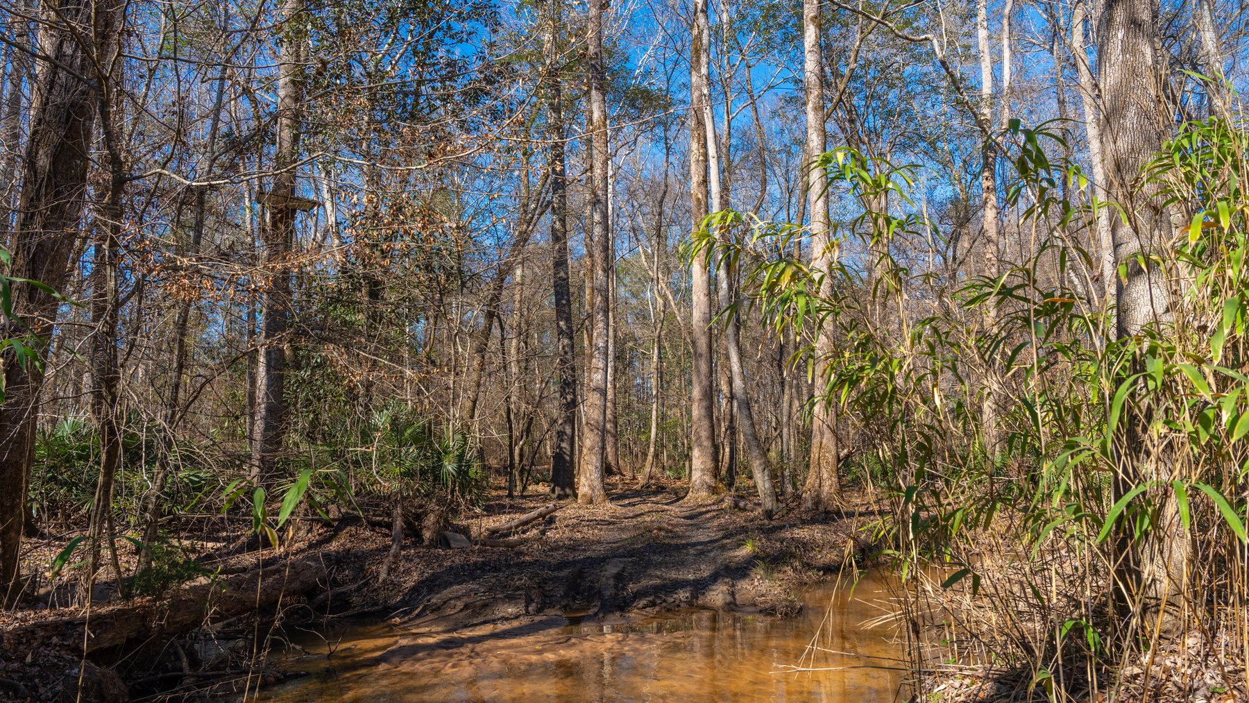 Image for 403± Total Acres - Minick Tract - Merchantable Planted Pine - Kinchafoonee Creek Frontage