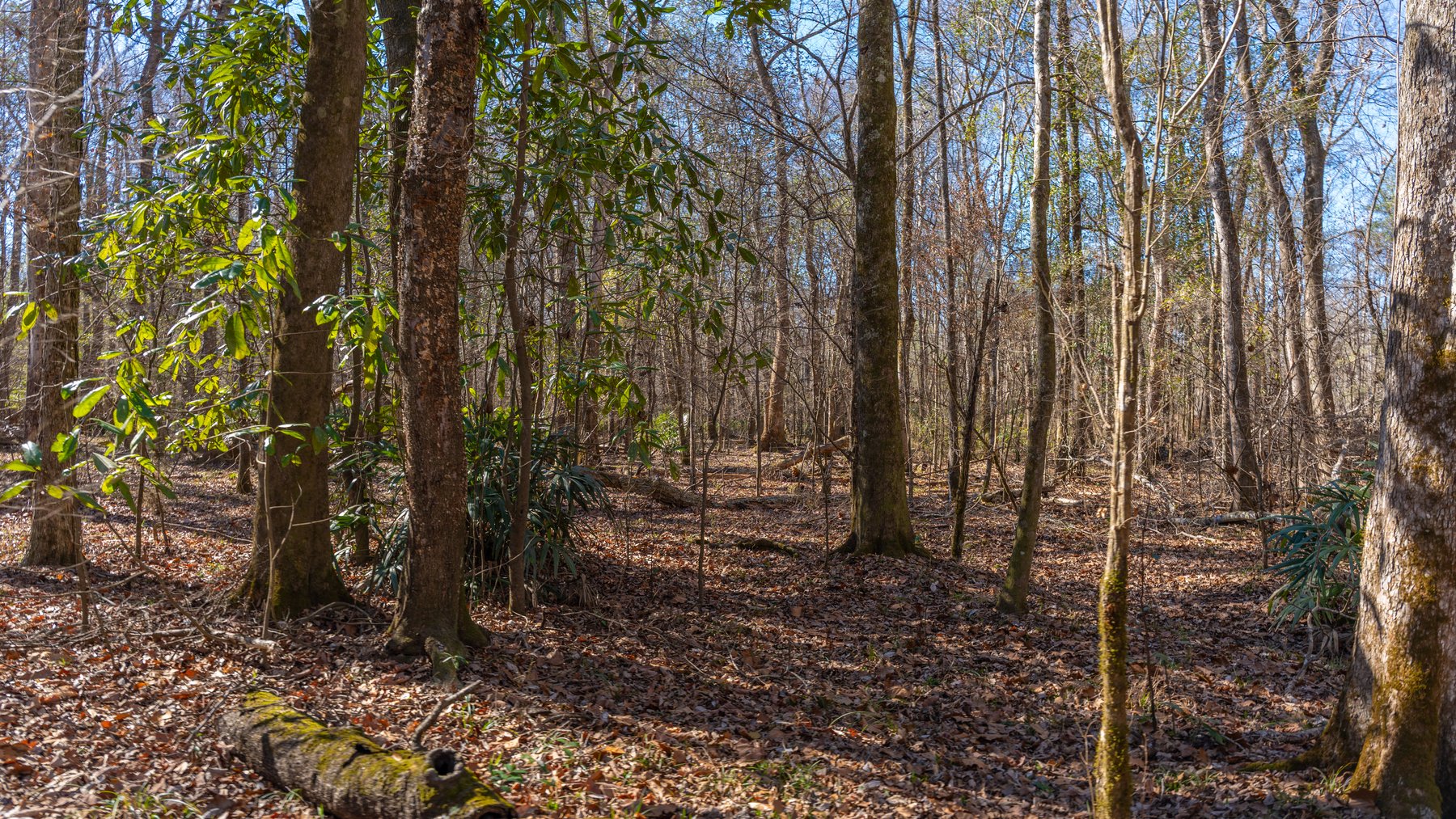 Image for 403± Total Acres - Minick Tract - Merchantable Planted Pine - Kinchafoonee Creek Frontage