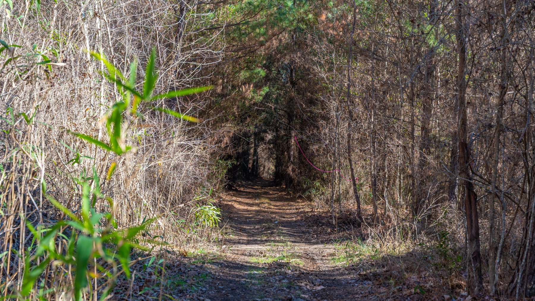 Image for 403± Total Acres - Minick Tract - Merchantable Planted Pine - Kinchafoonee Creek Frontage