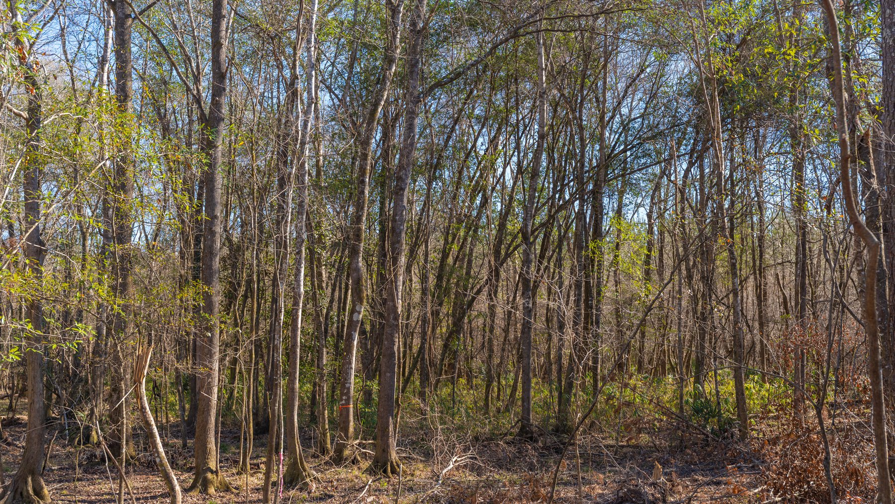 Image for 403± Total Acres - Minick Tract - Merchantable Planted Pine - Kinchafoonee Creek Frontage