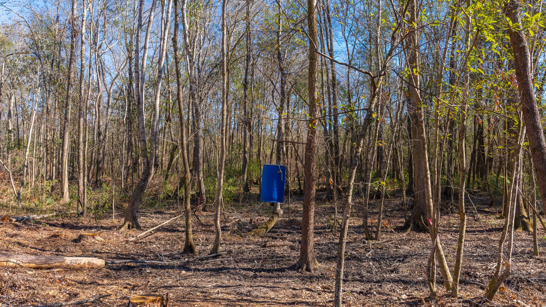 Image for 403± Total Acres - Minick Tract - Merchantable Planted Pine - Kinchafoonee Creek Frontage