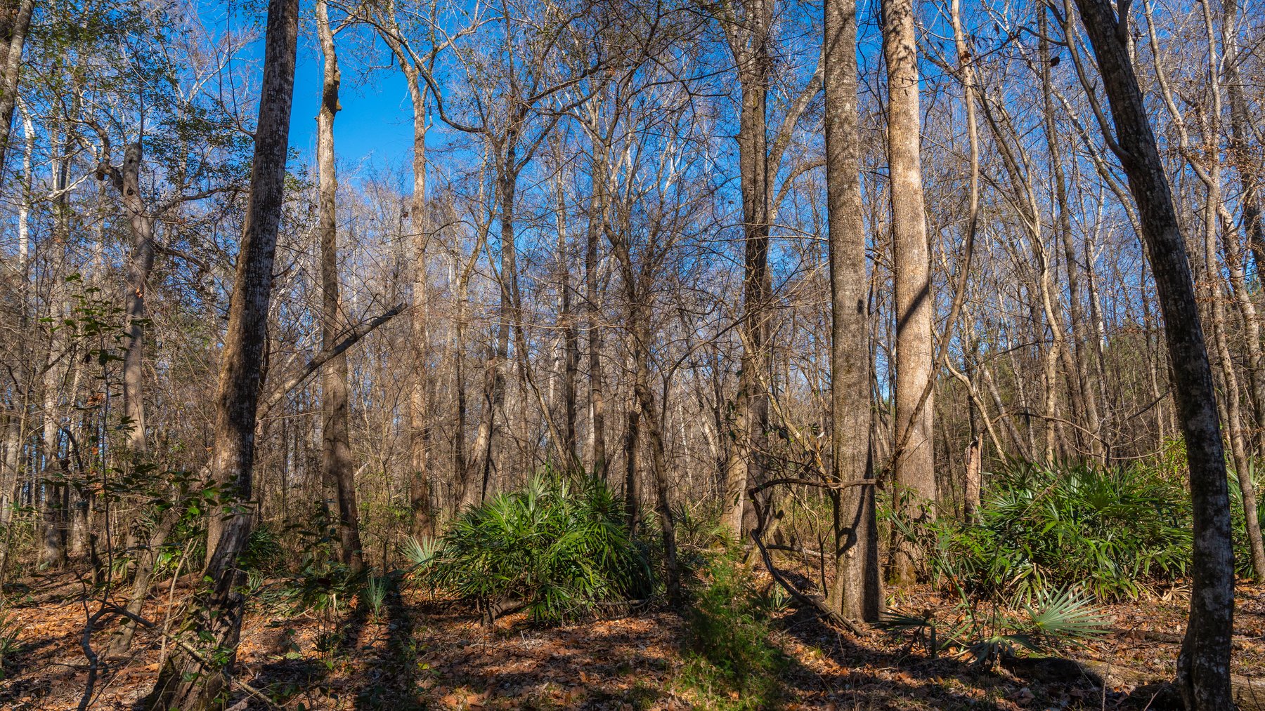 Image for 403± Total Acres - Minick Tract - Merchantable Planted Pine - Kinchafoonee Creek Frontage