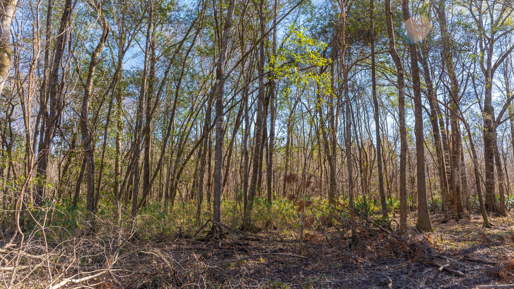 Image for 403± Total Acres - Minick Tract - Merchantable Planted Pine - Kinchafoonee Creek Frontage