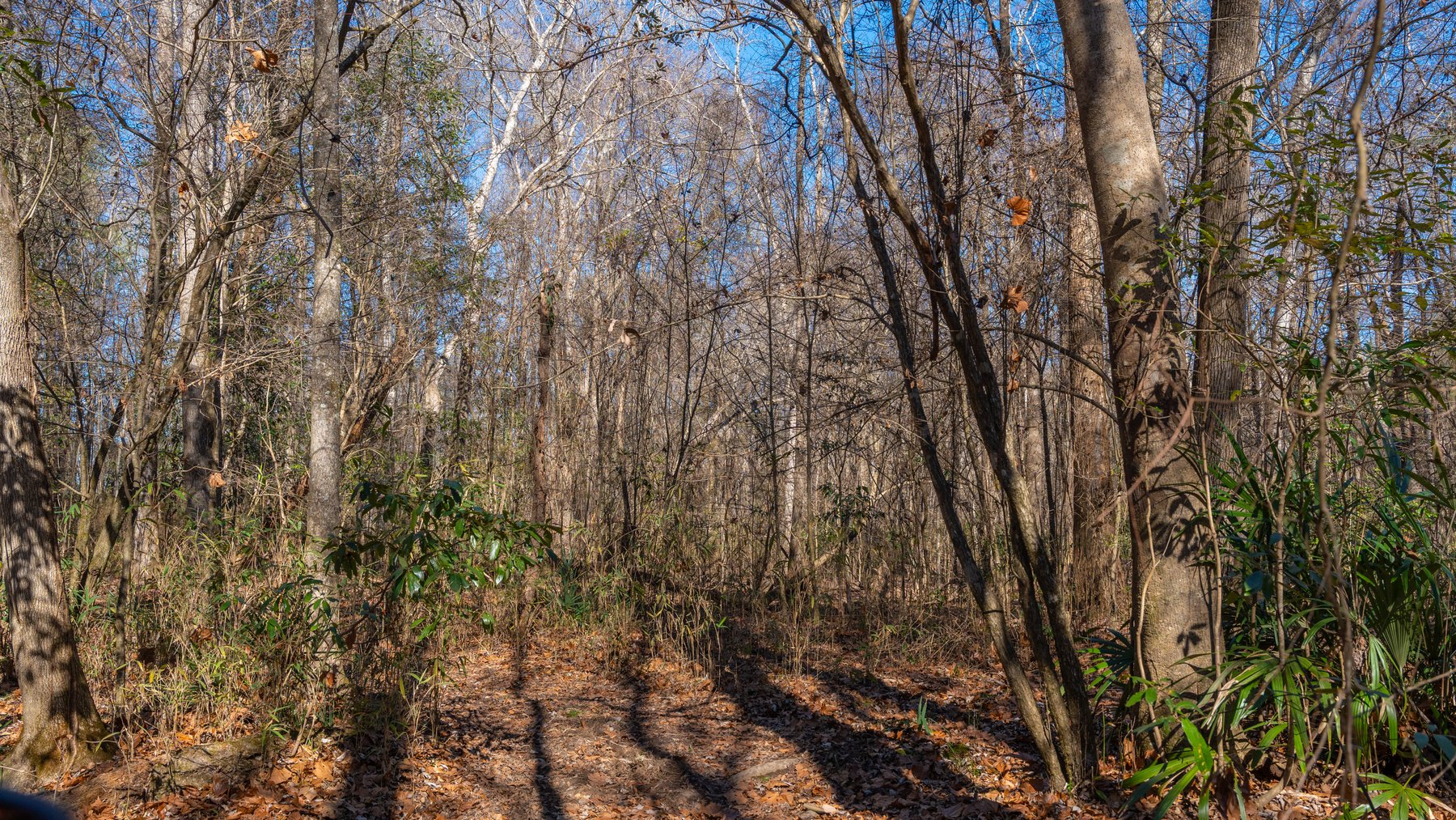 Image for 403± Total Acres - Minick Tract - Merchantable Planted Pine - Kinchafoonee Creek Frontage