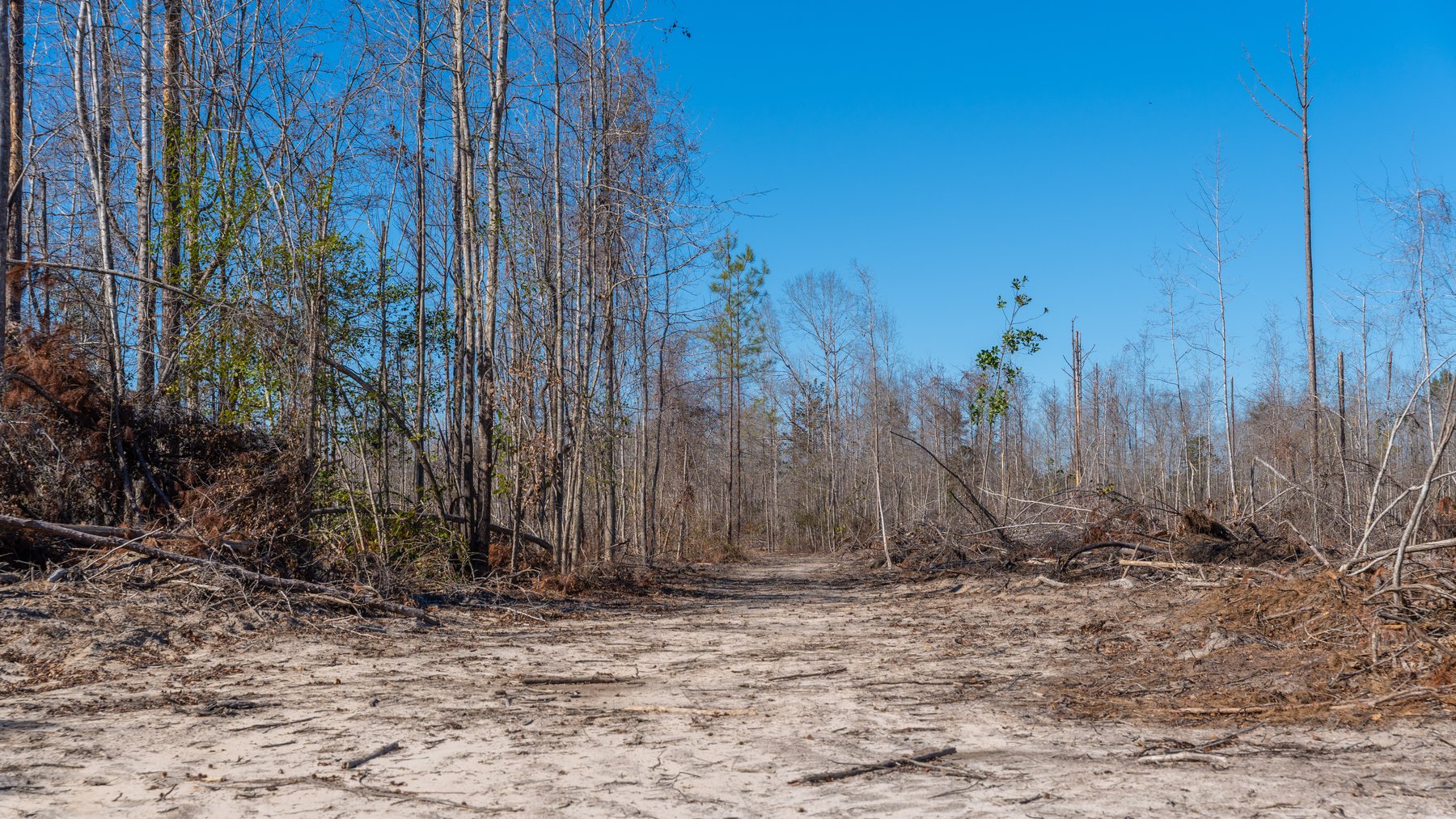 Image for 403± Total Acres - Minick Tract - Merchantable Planted Pine - Kinchafoonee Creek Frontage