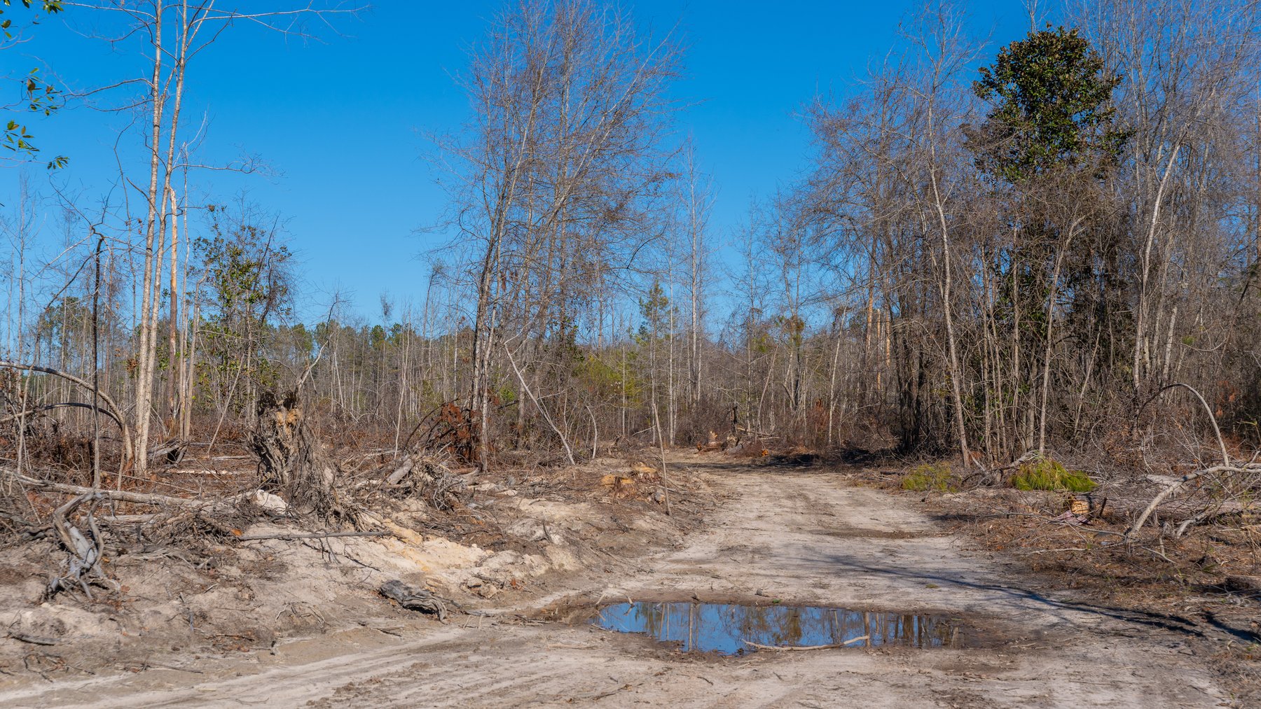 Image for 403± Total Acres - Minick Tract - Merchantable Planted Pine - Kinchafoonee Creek Frontage