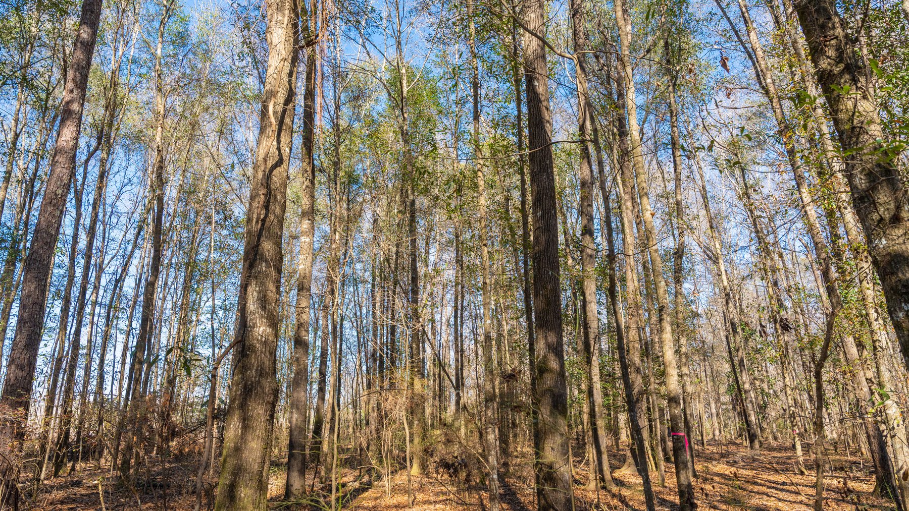 Image for 403± Total Acres - Minick Tract - Merchantable Planted Pine - Kinchafoonee Creek Frontage