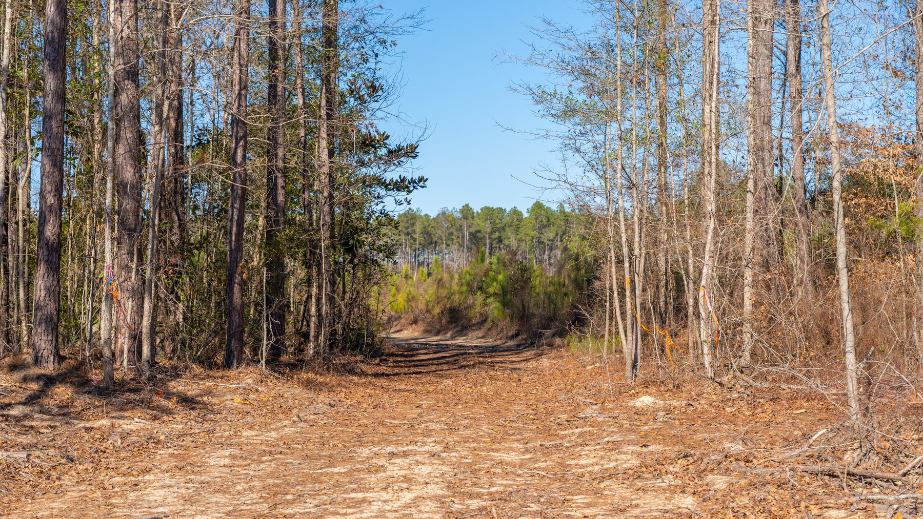 Image for 403± Total Acres - Minick Tract - Merchantable Planted Pine - Kinchafoonee Creek Frontage