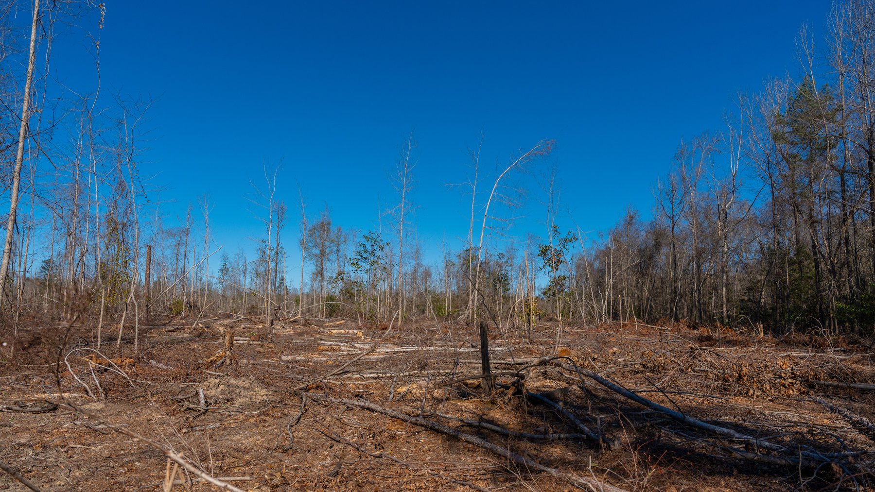 Image for 403± Total Acres - Minick Tract - Merchantable Planted Pine - Kinchafoonee Creek Frontage