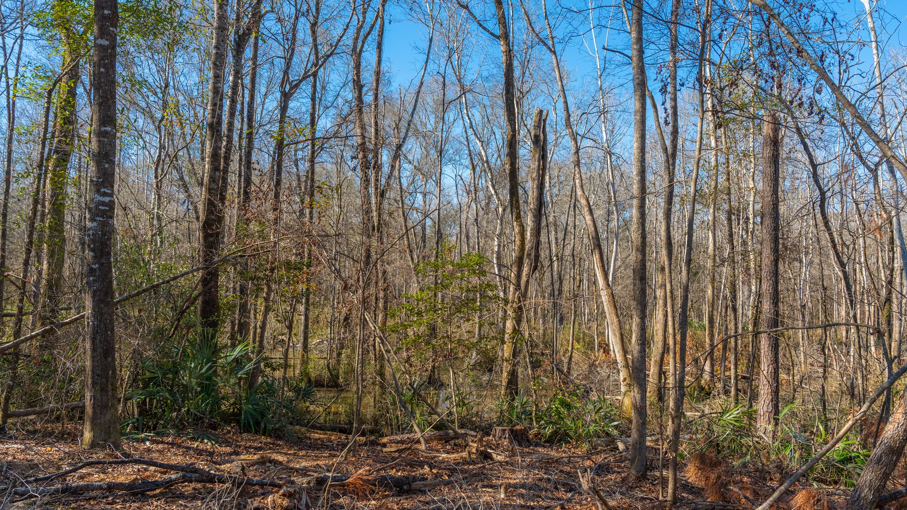 Image for 403± Total Acres - Minick Tract - Merchantable Planted Pine - Kinchafoonee Creek Frontage