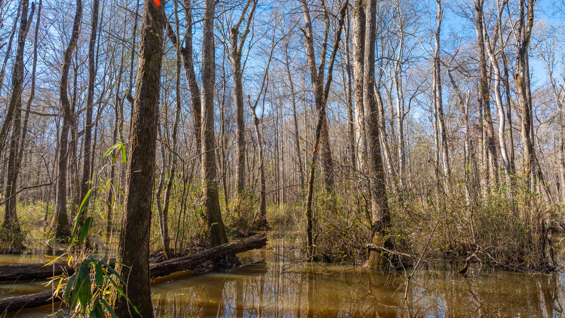 Image for 403± Total Acres - Minick Tract - Merchantable Planted Pine - Kinchafoonee Creek Frontage