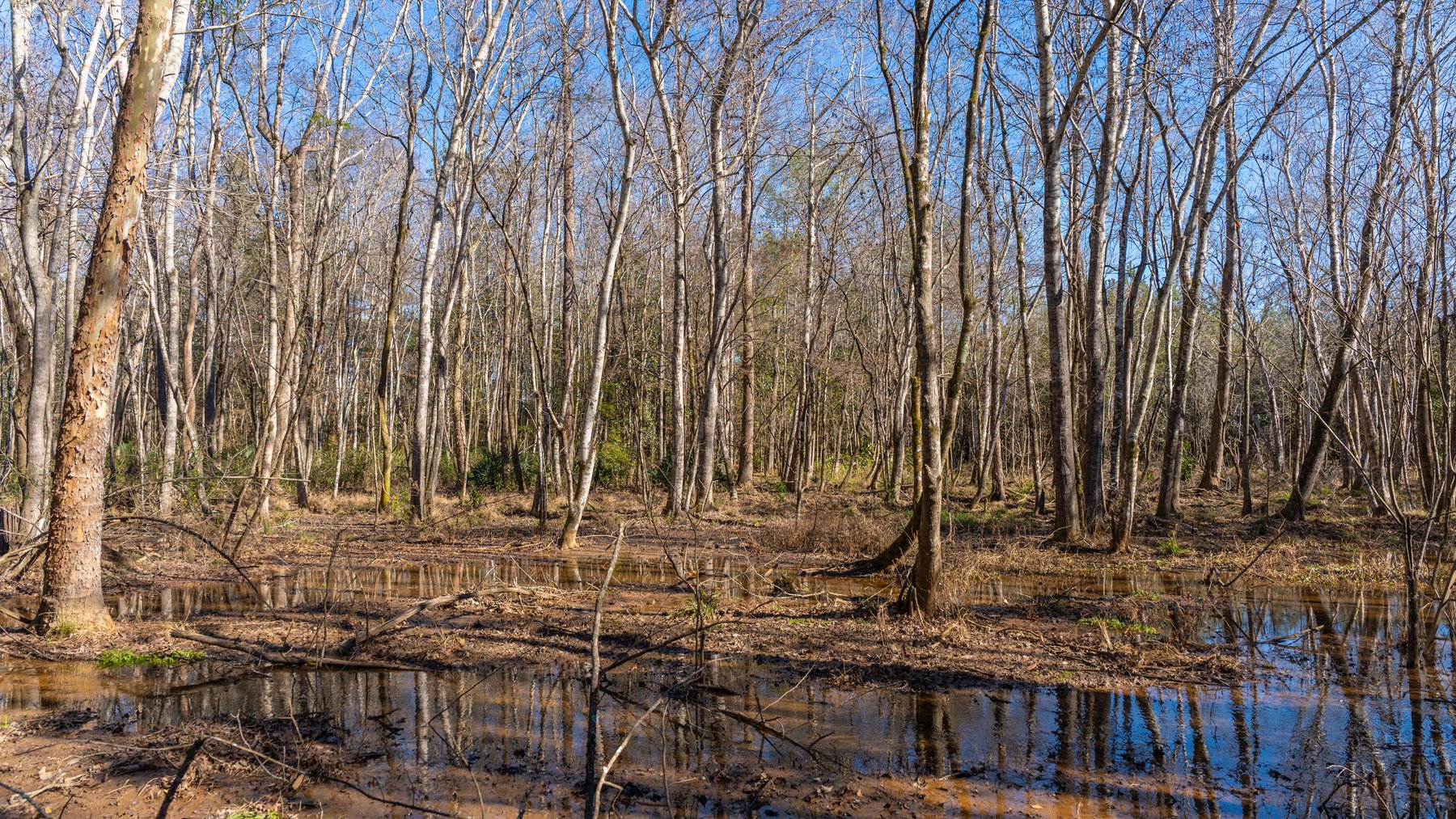 Image for 403± Total Acres - Minick Tract - Merchantable Planted Pine - Kinchafoonee Creek Frontage