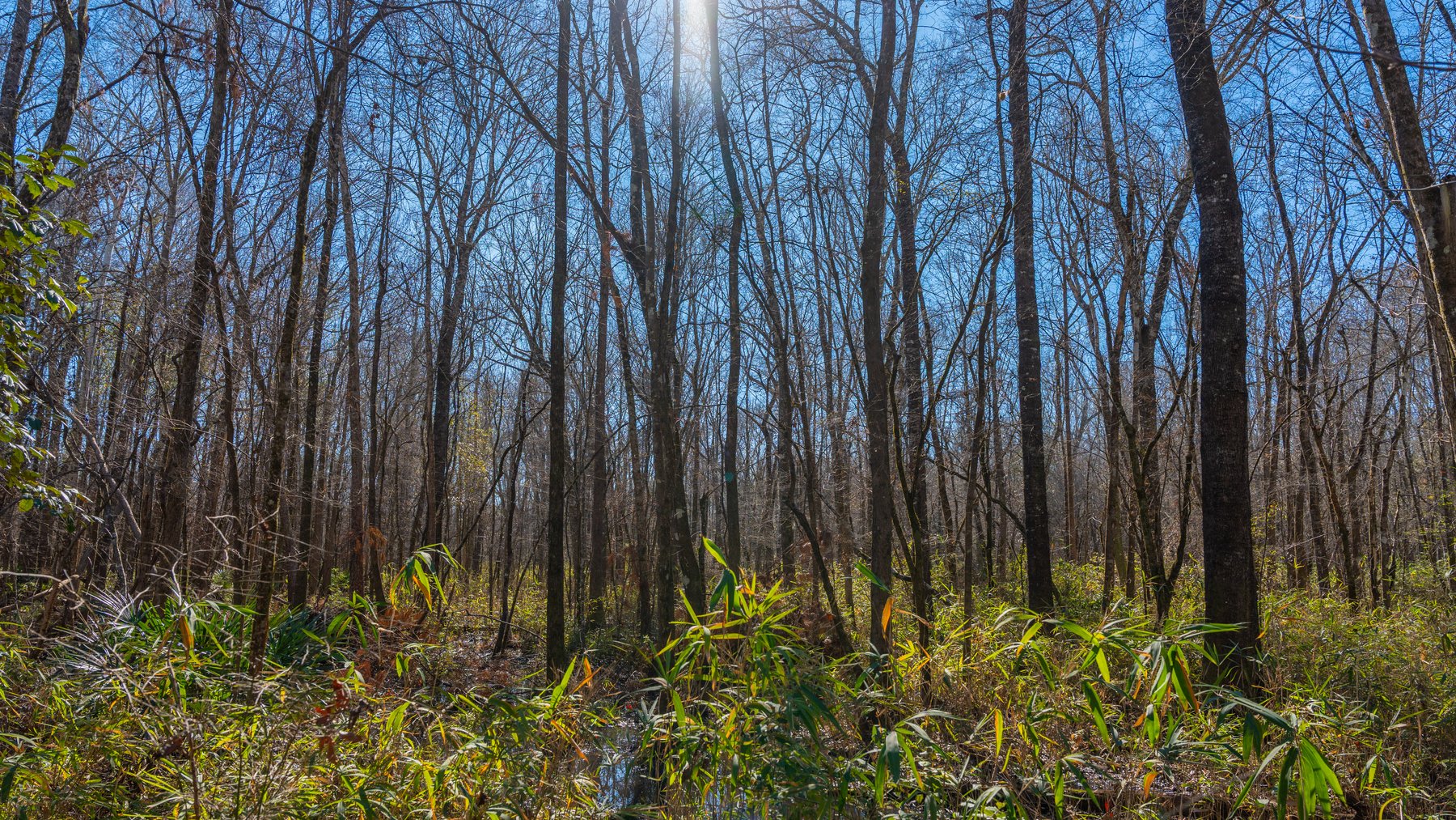 Image for 403± Total Acres - Minick Tract - Merchantable Planted Pine - Kinchafoonee Creek Frontage