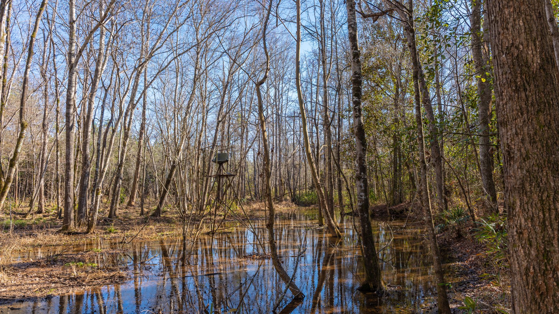 Image for 403± Total Acres - Minick Tract - Merchantable Planted Pine - Kinchafoonee Creek Frontage