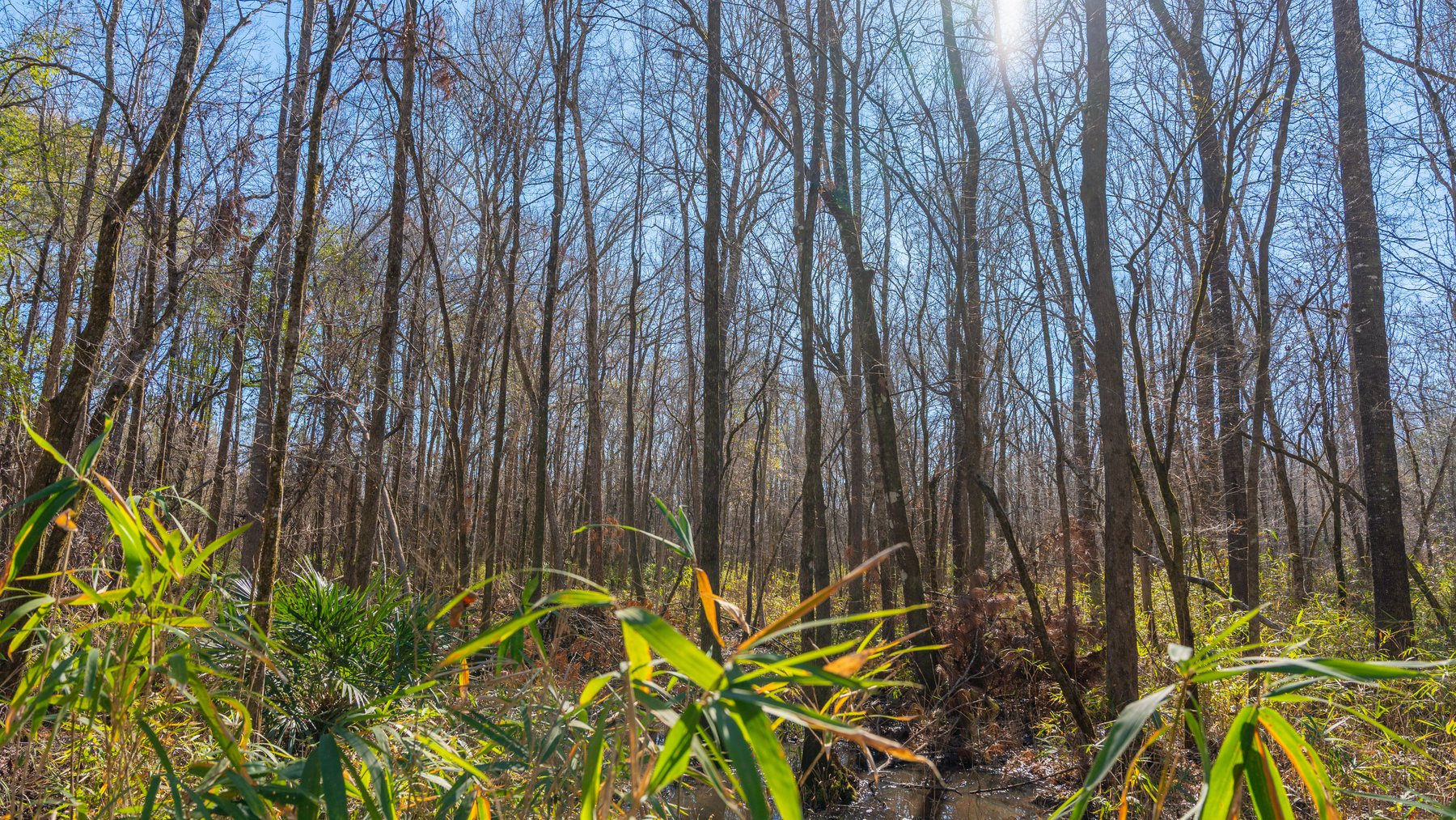 Image for 403± Total Acres - Minick Tract - Merchantable Planted Pine - Kinchafoonee Creek Frontage