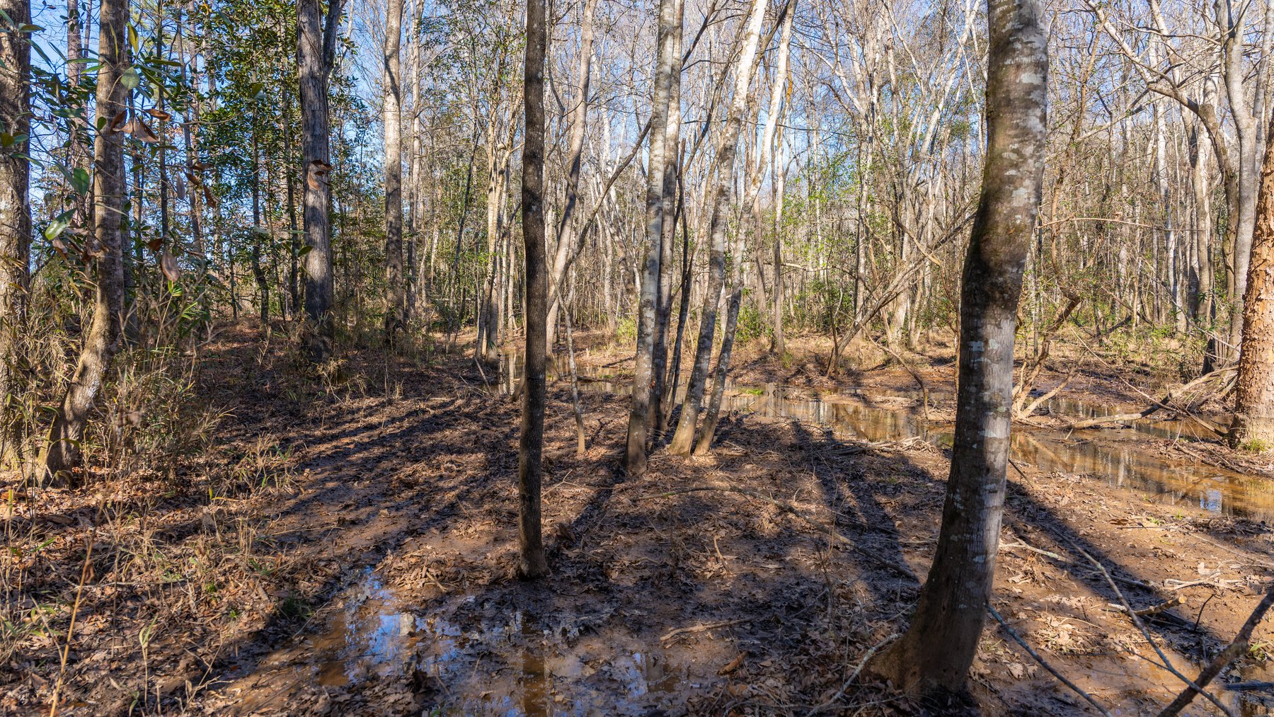 Image for 403± Total Acres - Minick Tract - Merchantable Planted Pine - Kinchafoonee Creek Frontage