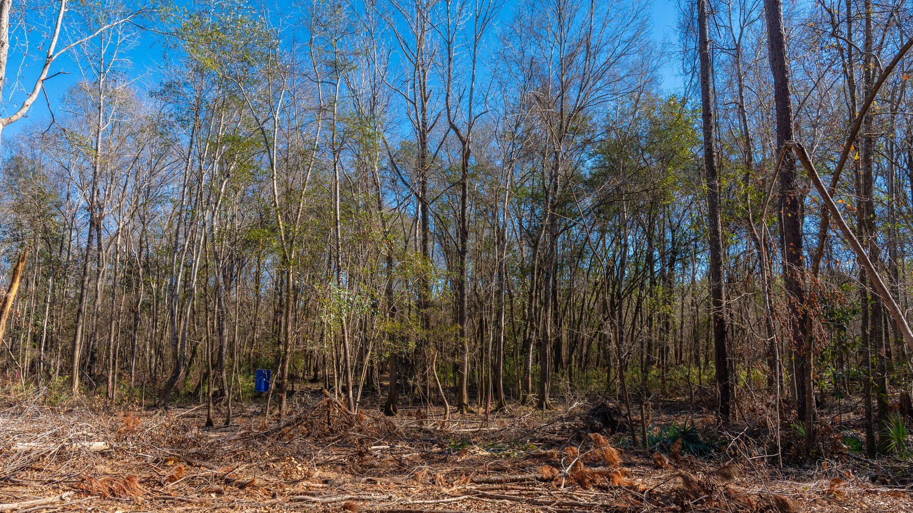 Image for 403± Total Acres - Minick Tract - Merchantable Planted Pine - Kinchafoonee Creek Frontage