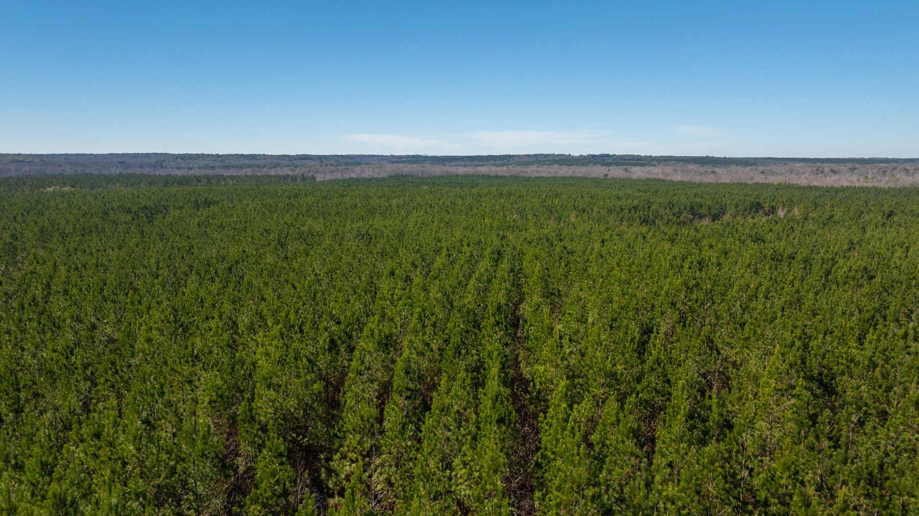 Image for 403± Total Acres - Minick Tract - Merchantable Planted Pine - Kinchafoonee Creek Frontage