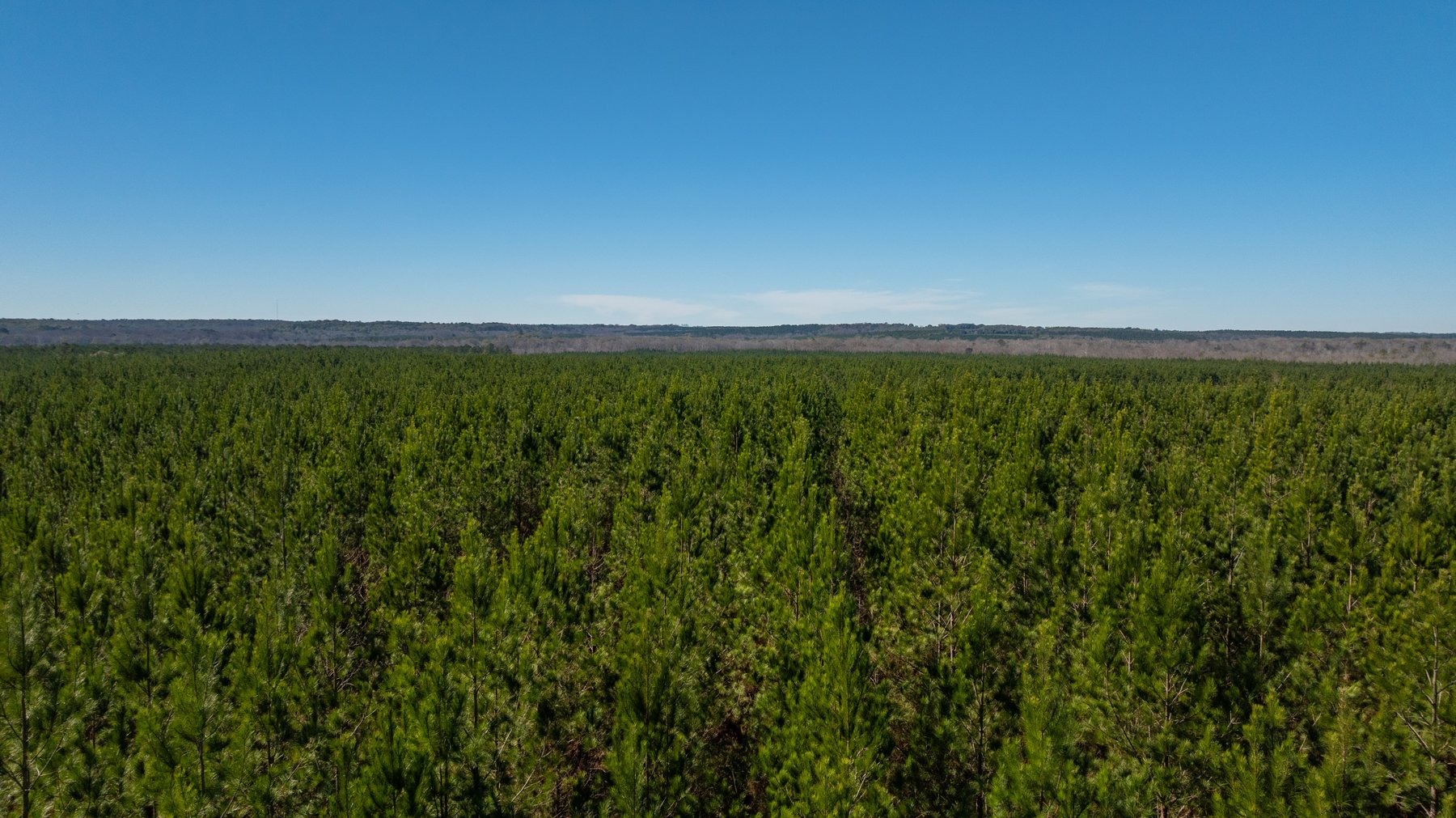 Image for 403± Total Acres - Minick Tract - Merchantable Planted Pine - Kinchafoonee Creek Frontage