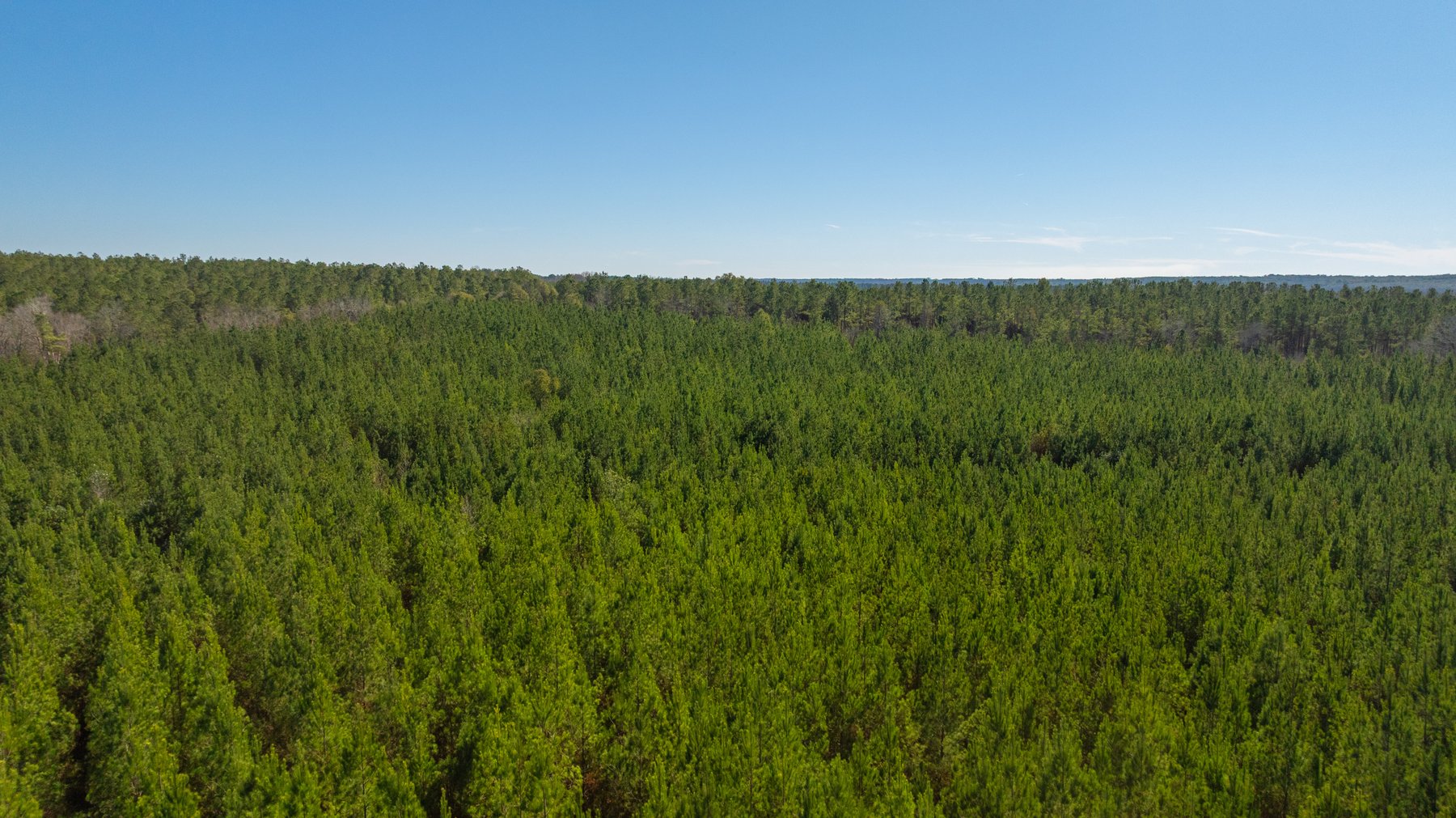 Image for 403± Total Acres - Minick Tract - Merchantable Planted Pine - Kinchafoonee Creek Frontage