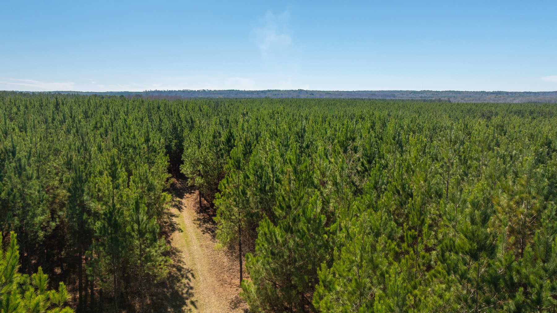 Image for 403± Total Acres - Minick Tract - Merchantable Planted Pine - Kinchafoonee Creek Frontage