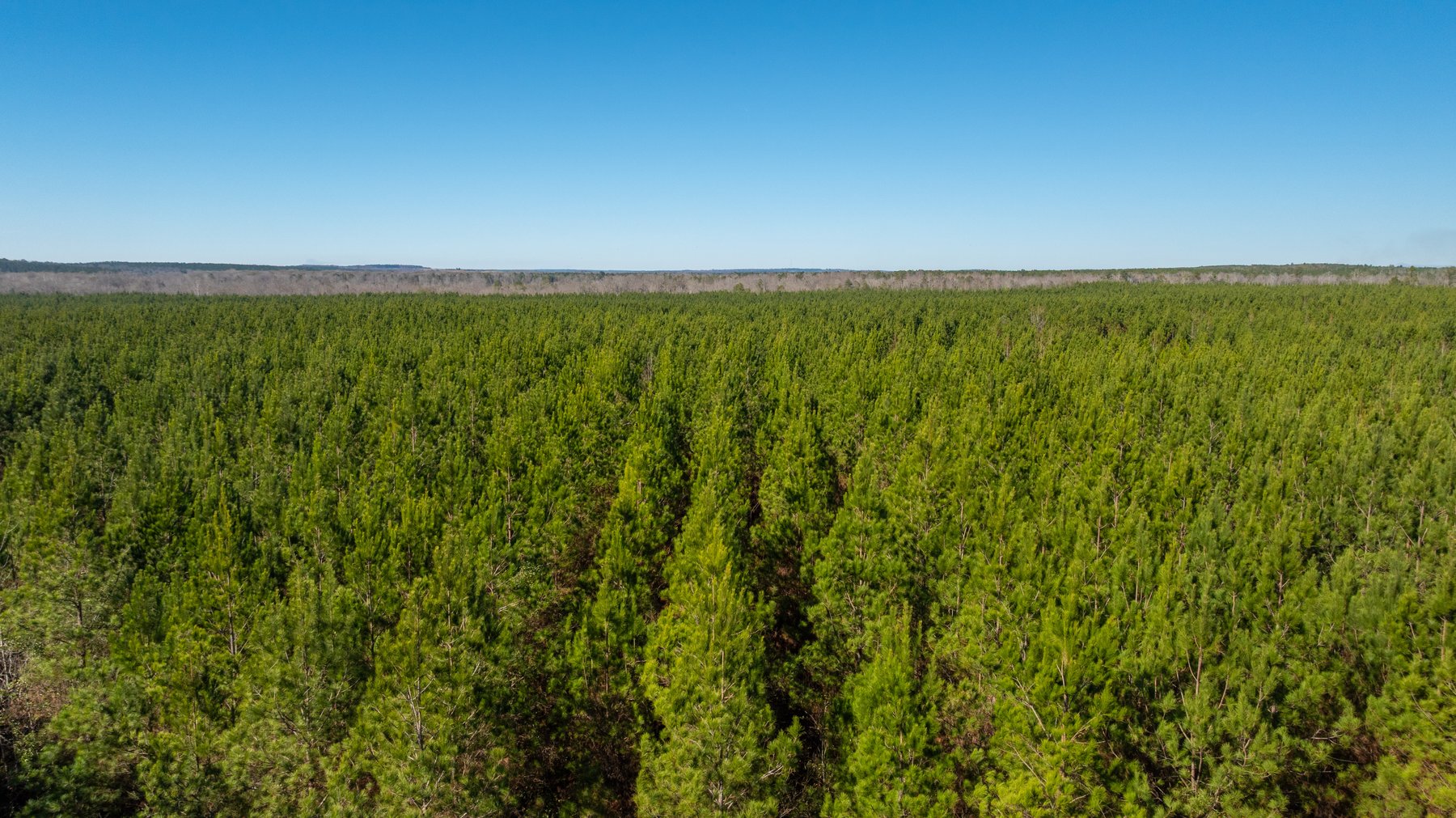 Image for 403± Total Acres - Minick Tract - Merchantable Planted Pine - Kinchafoonee Creek Frontage