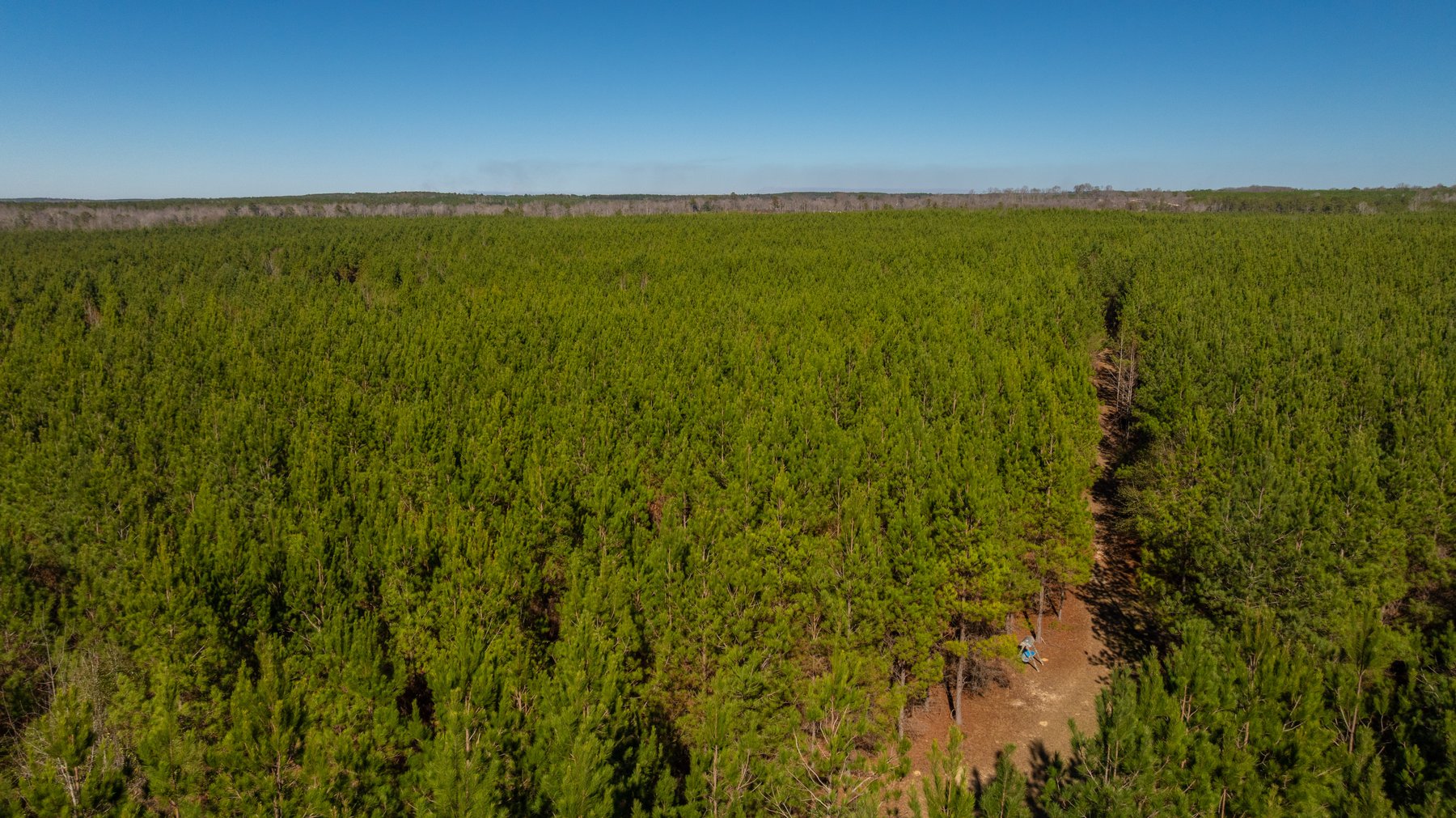 Image for 403± Total Acres - Minick Tract - Merchantable Planted Pine - Kinchafoonee Creek Frontage