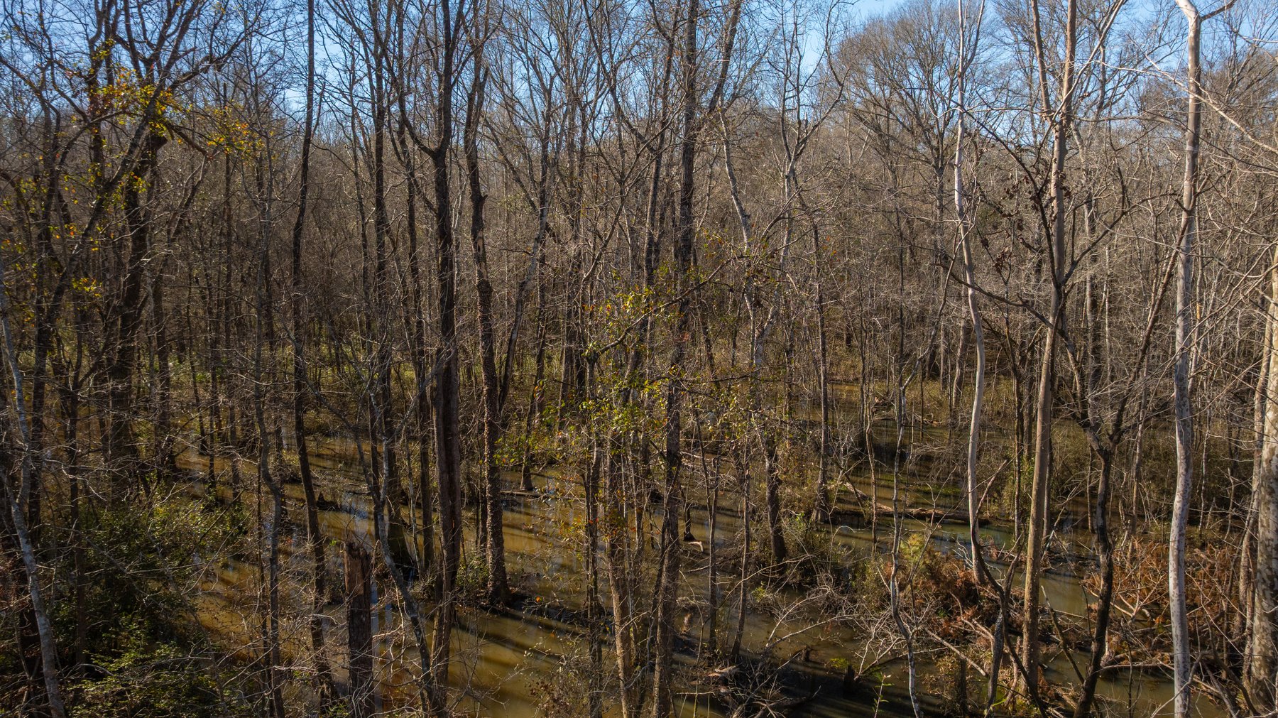 Image for 403± Total Acres - Minick Tract - Merchantable Planted Pine - Kinchafoonee Creek Frontage