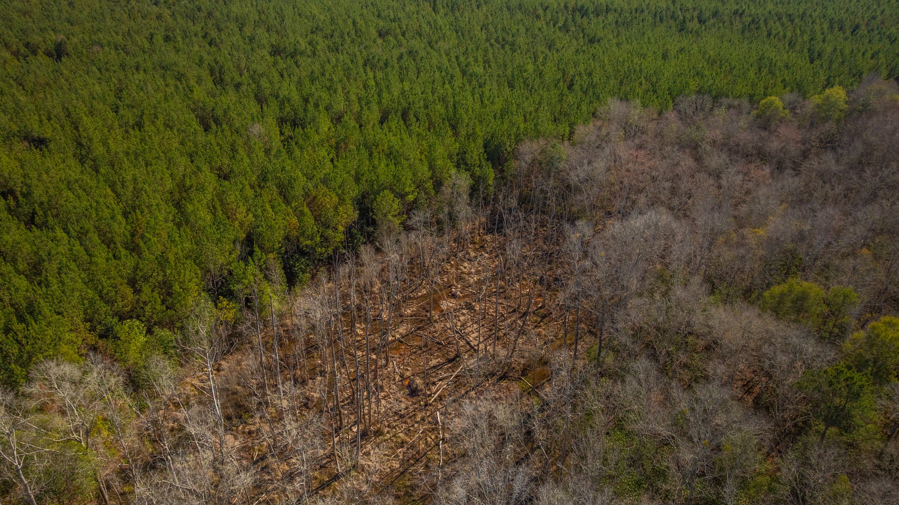 Image for 403± Total Acres - Minick Tract - Merchantable Planted Pine - Kinchafoonee Creek Frontage