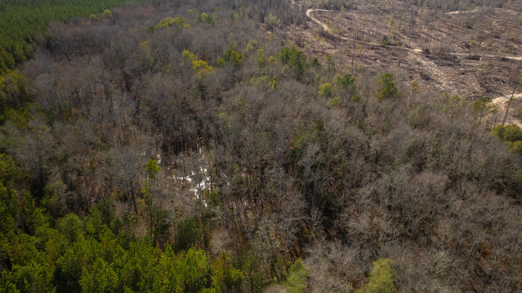 Image for 403± Total Acres - Minick Tract - Merchantable Planted Pine - Kinchafoonee Creek Frontage