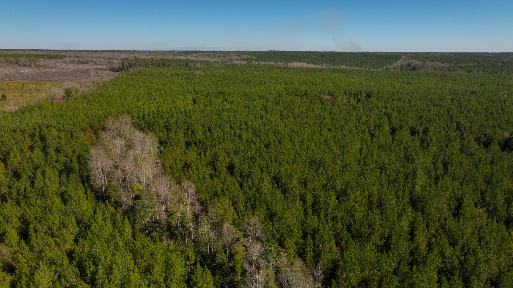 Image for 403± Total Acres - Minick Tract - Merchantable Planted Pine - Kinchafoonee Creek Frontage