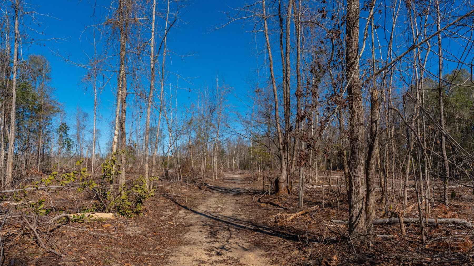 Image for 403± Total Acres - Minick Tract - Merchantable Planted Pine - Kinchafoonee Creek Frontage