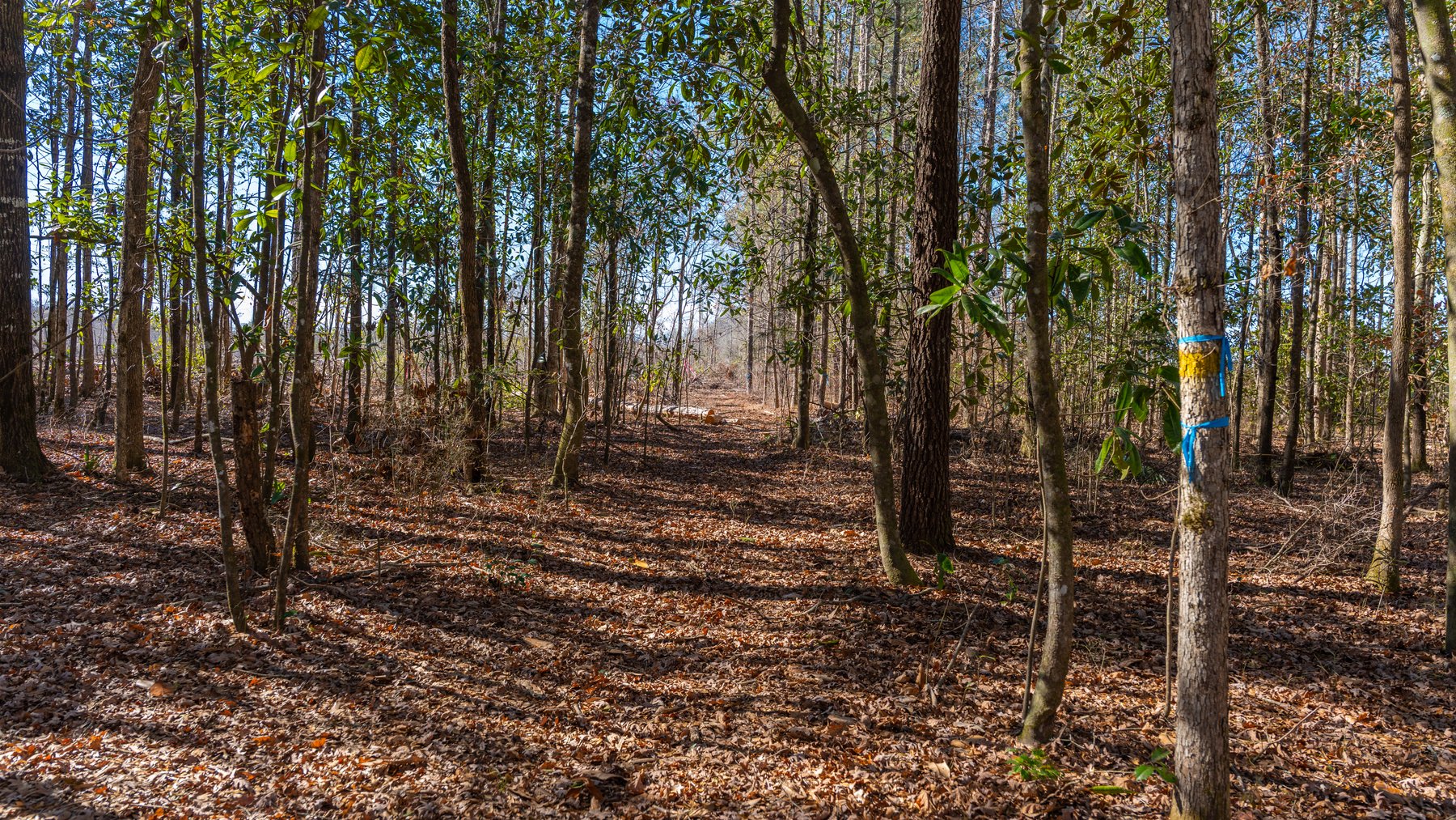 Image for 403± Total Acres - Minick Tract - Merchantable Planted Pine - Kinchafoonee Creek Frontage